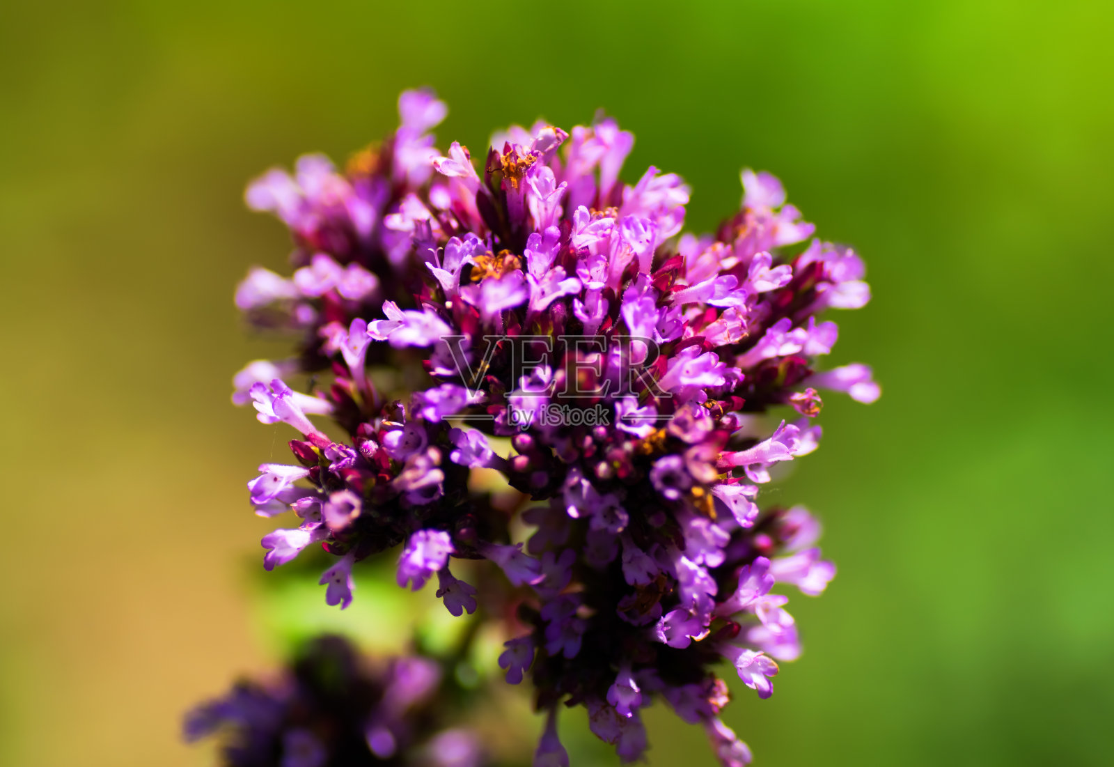 牛origanium laevigatum, Herrenhausen,唇形科,南欧照片摄影图片
