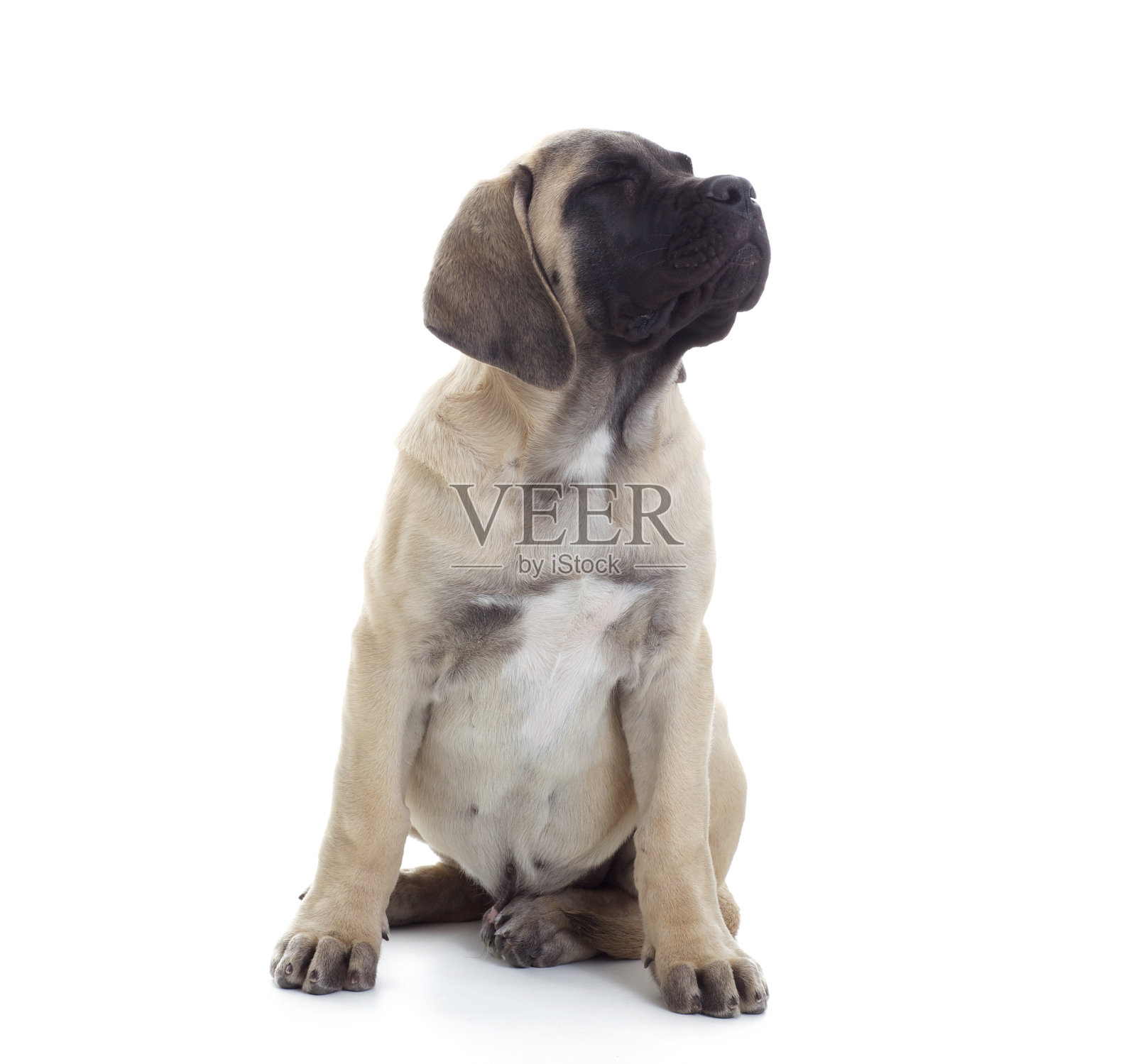 可爱的獒照片摄影图片