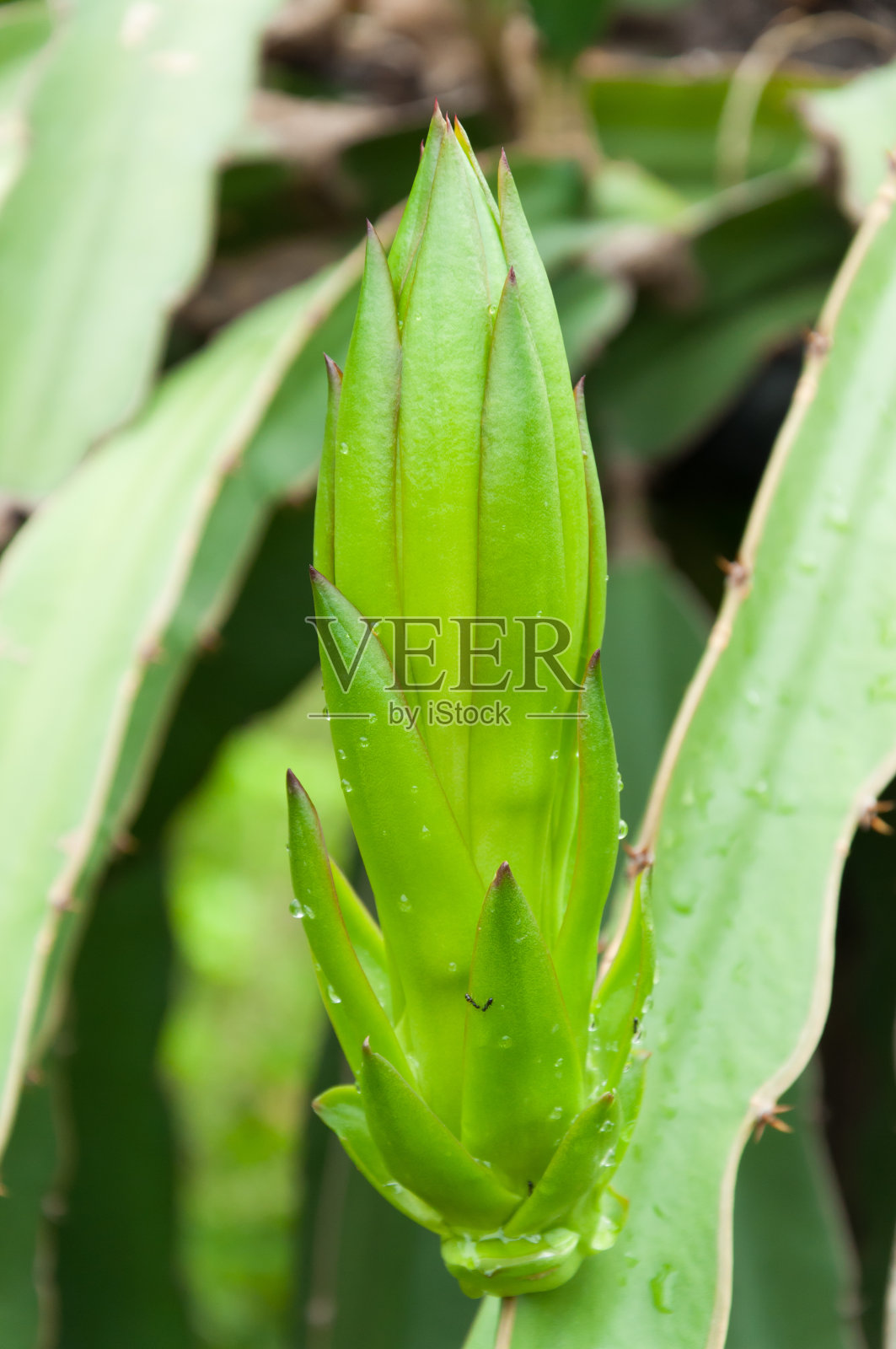 火龙果的花照片摄影图片