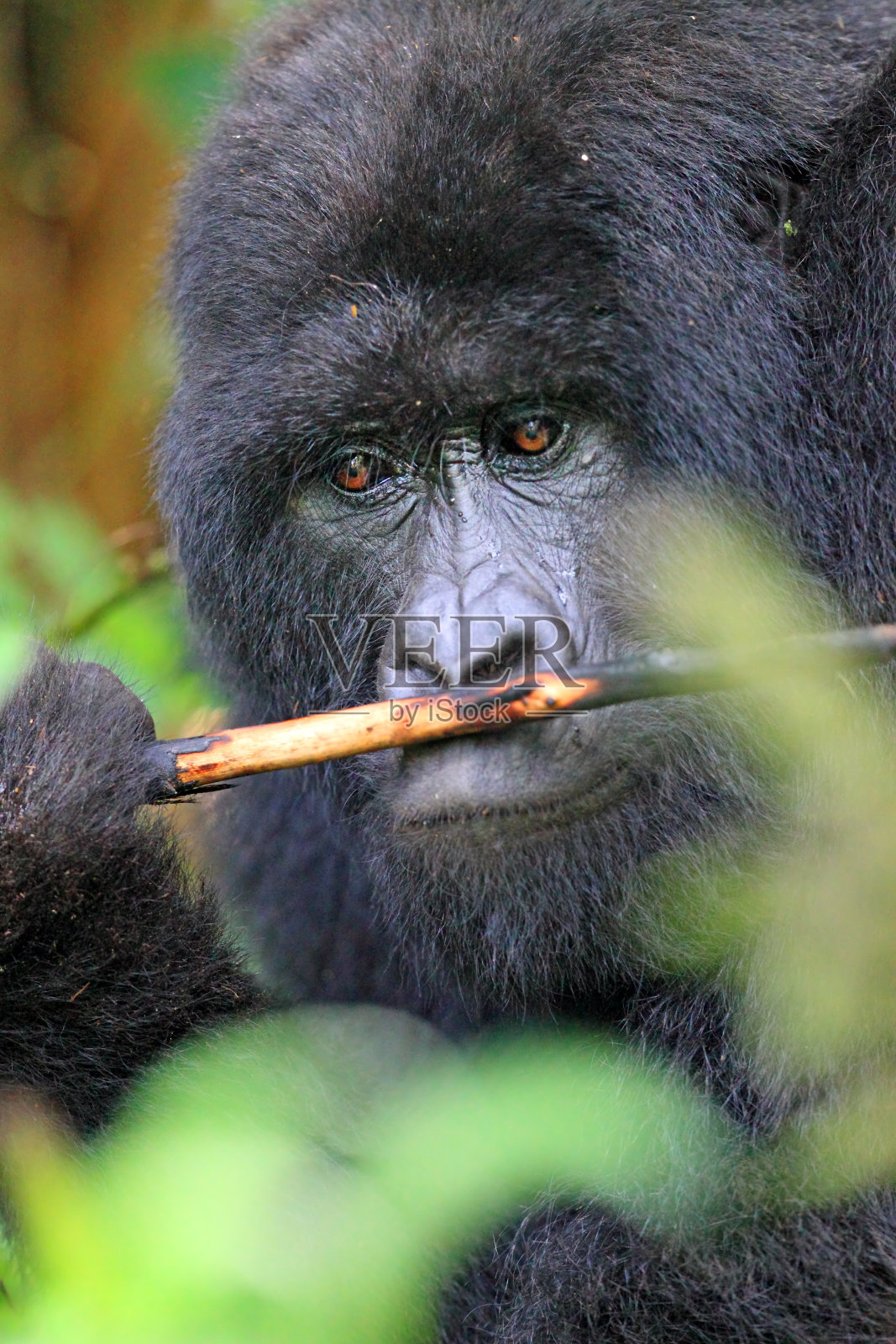 阿加希亚家族的首领照片摄影图片