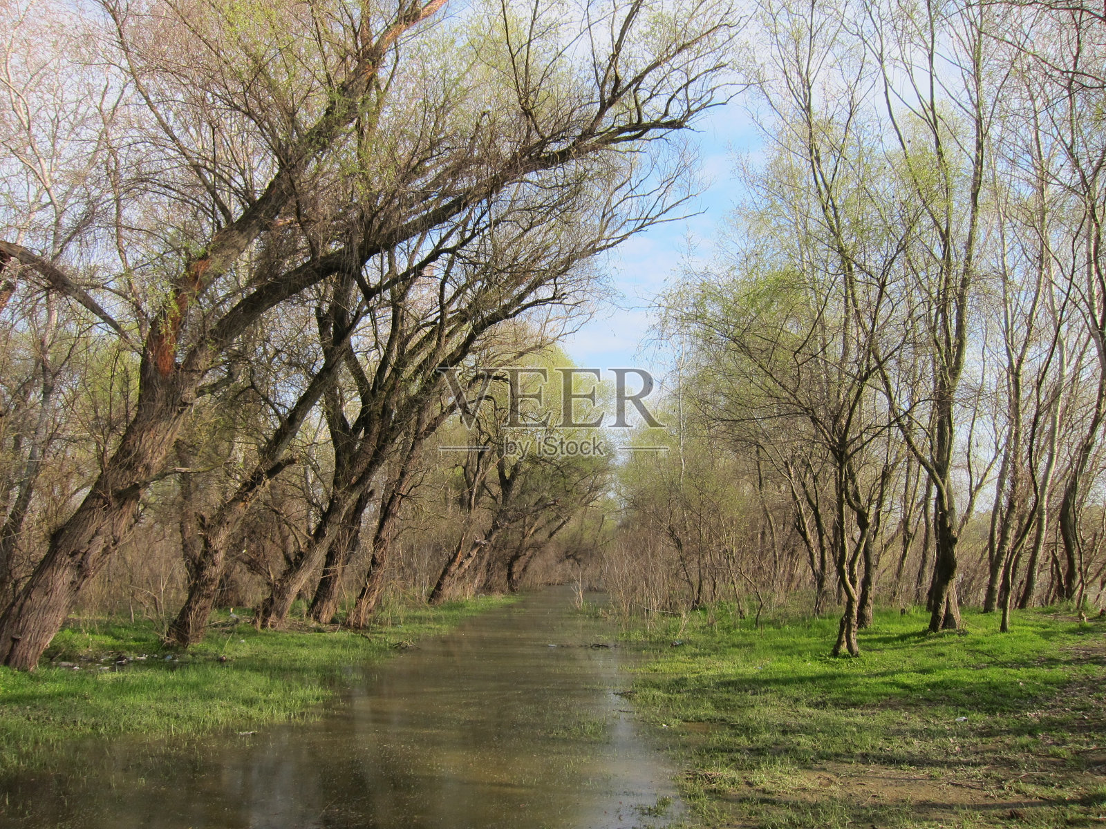 多瑙河附近的树木在春季洪水中被淹照片摄影图片
