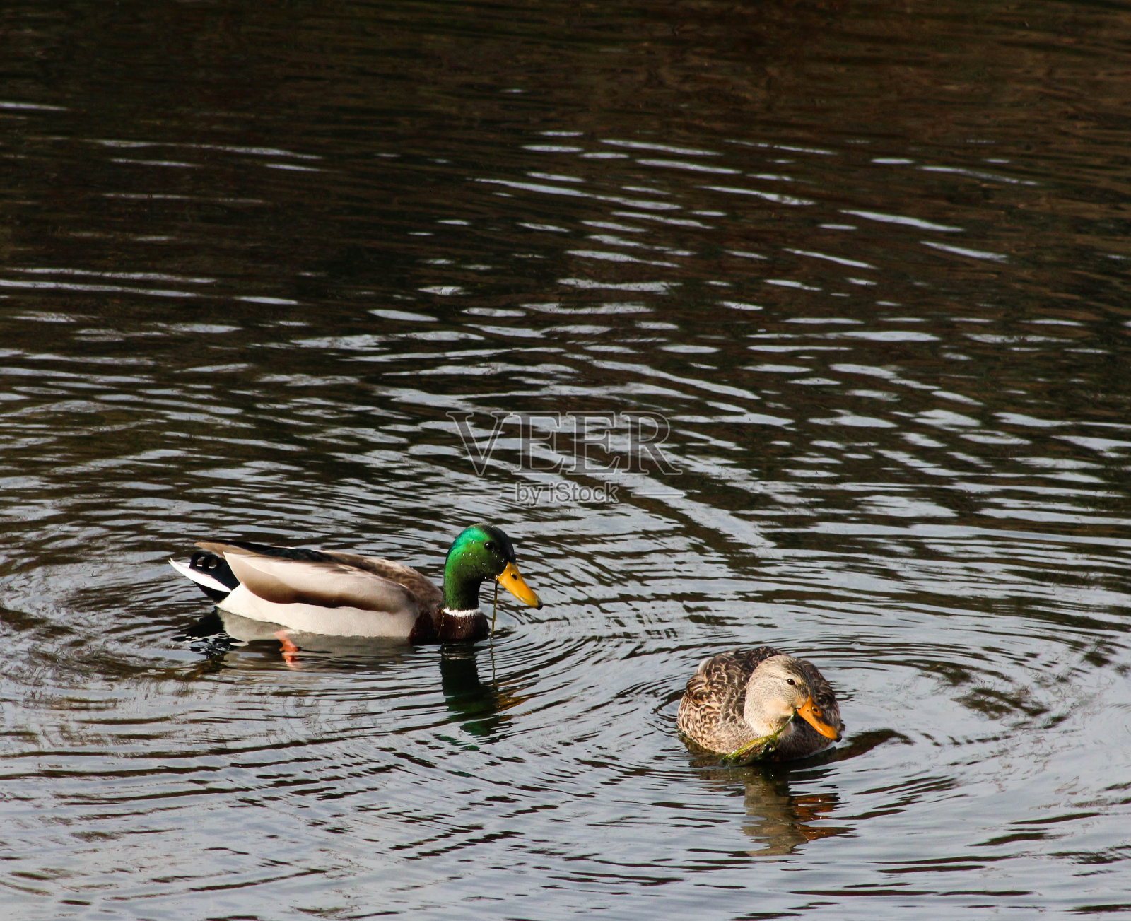 一对吃水草的鸭子照片摄影图片