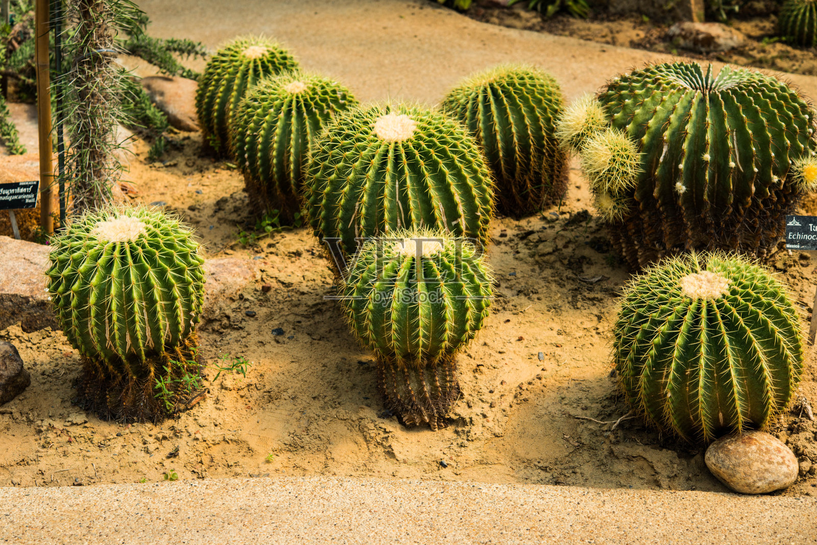 仙人掌在花园照片摄影图片