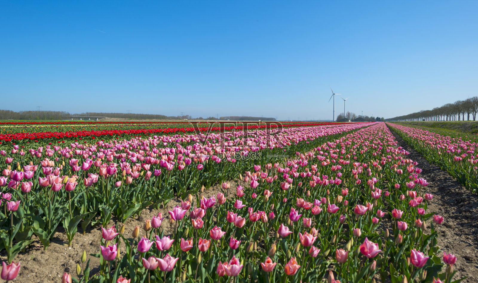 在阳光明媚的春天里种植郁金香照片摄影图片