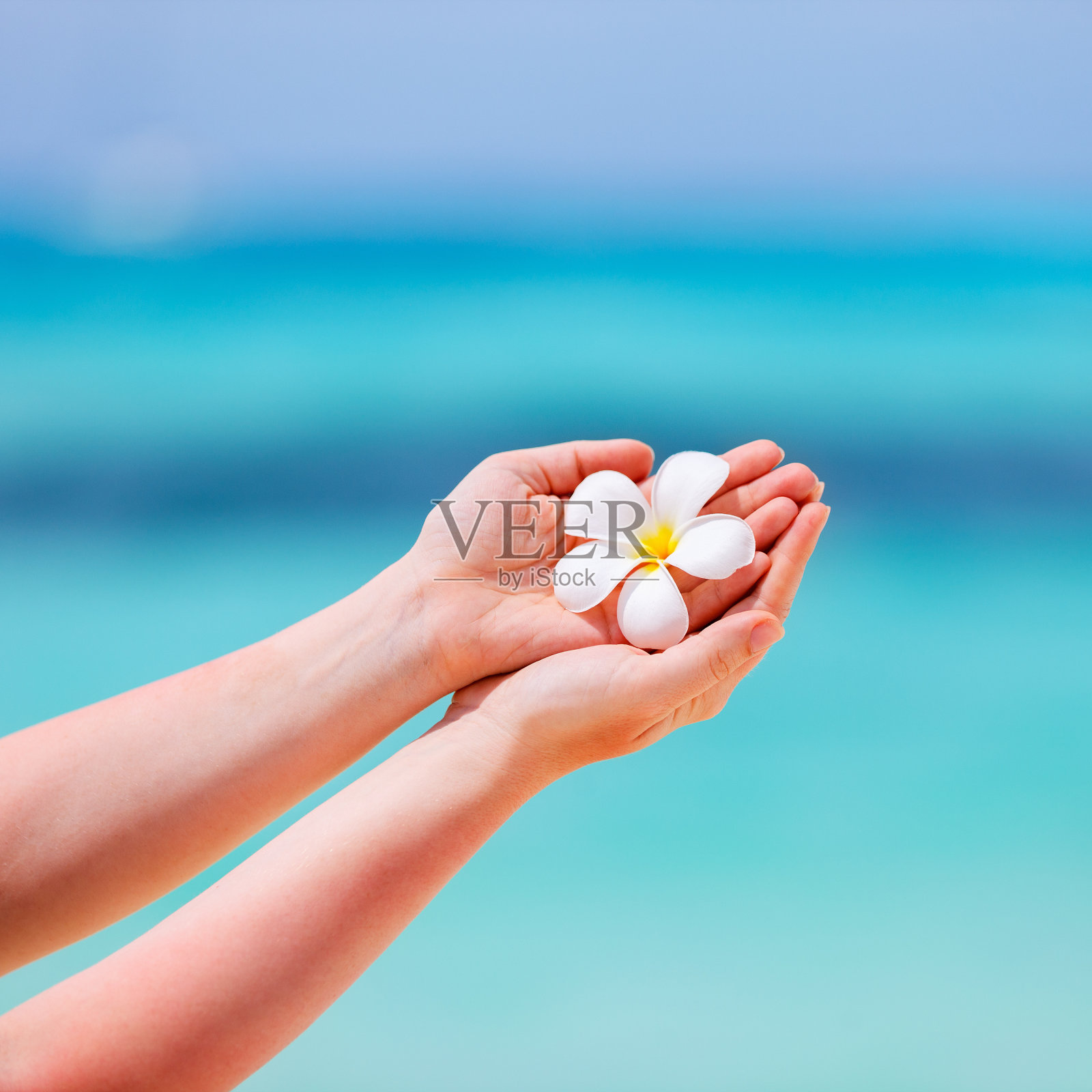 白色鸡蛋花花照片摄影图片