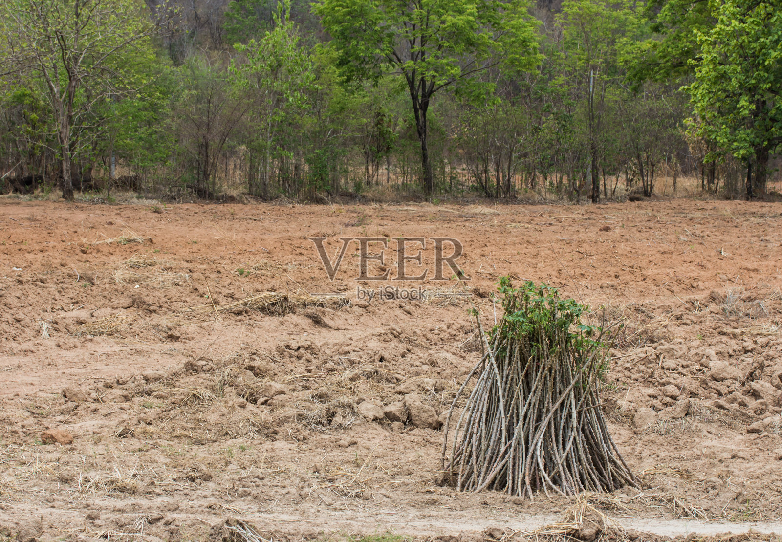 一堆木薯球和木薯树在地上照片摄影图片