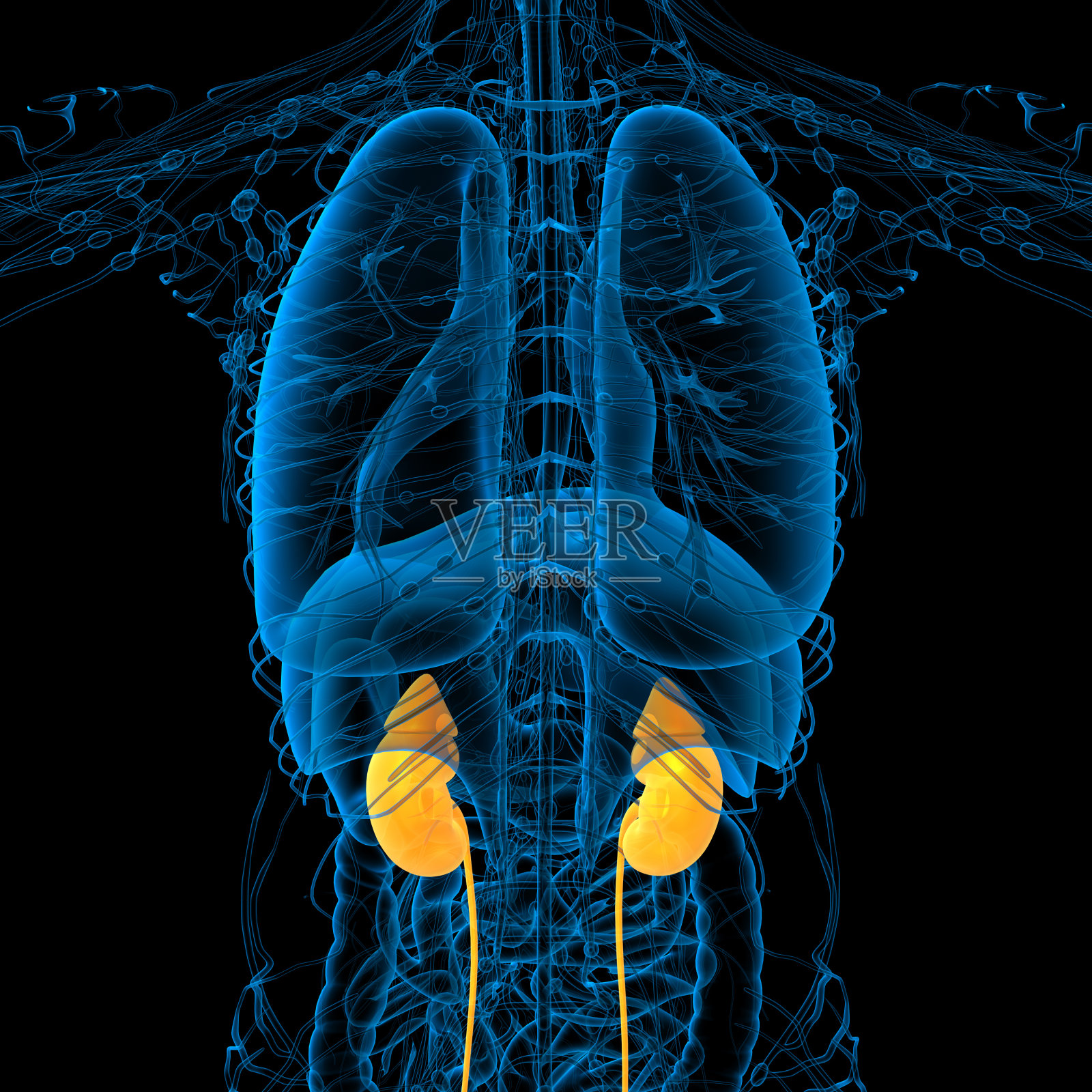人体肾脏的3d渲染医学插图照片摄影图片