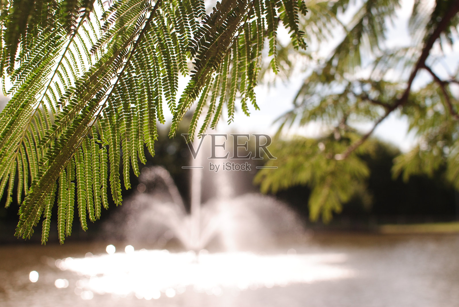 湖面上的植物照片摄影图片