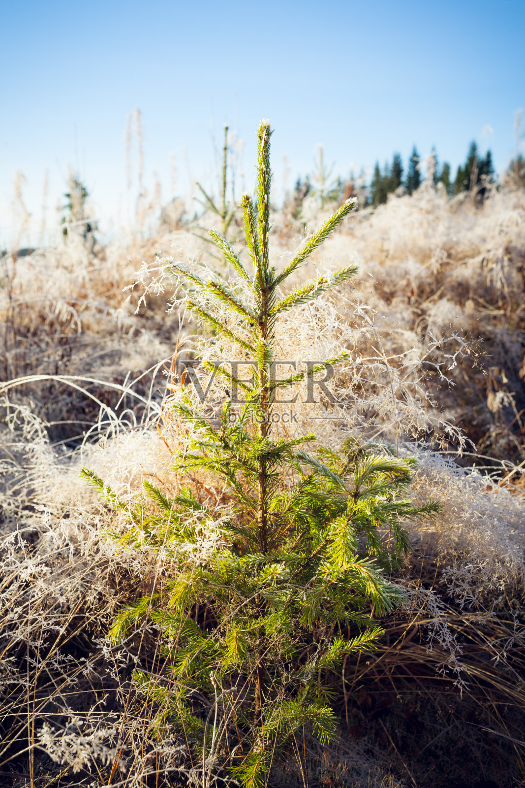 小云杉和霜干草早晨的太阳照片摄影图片