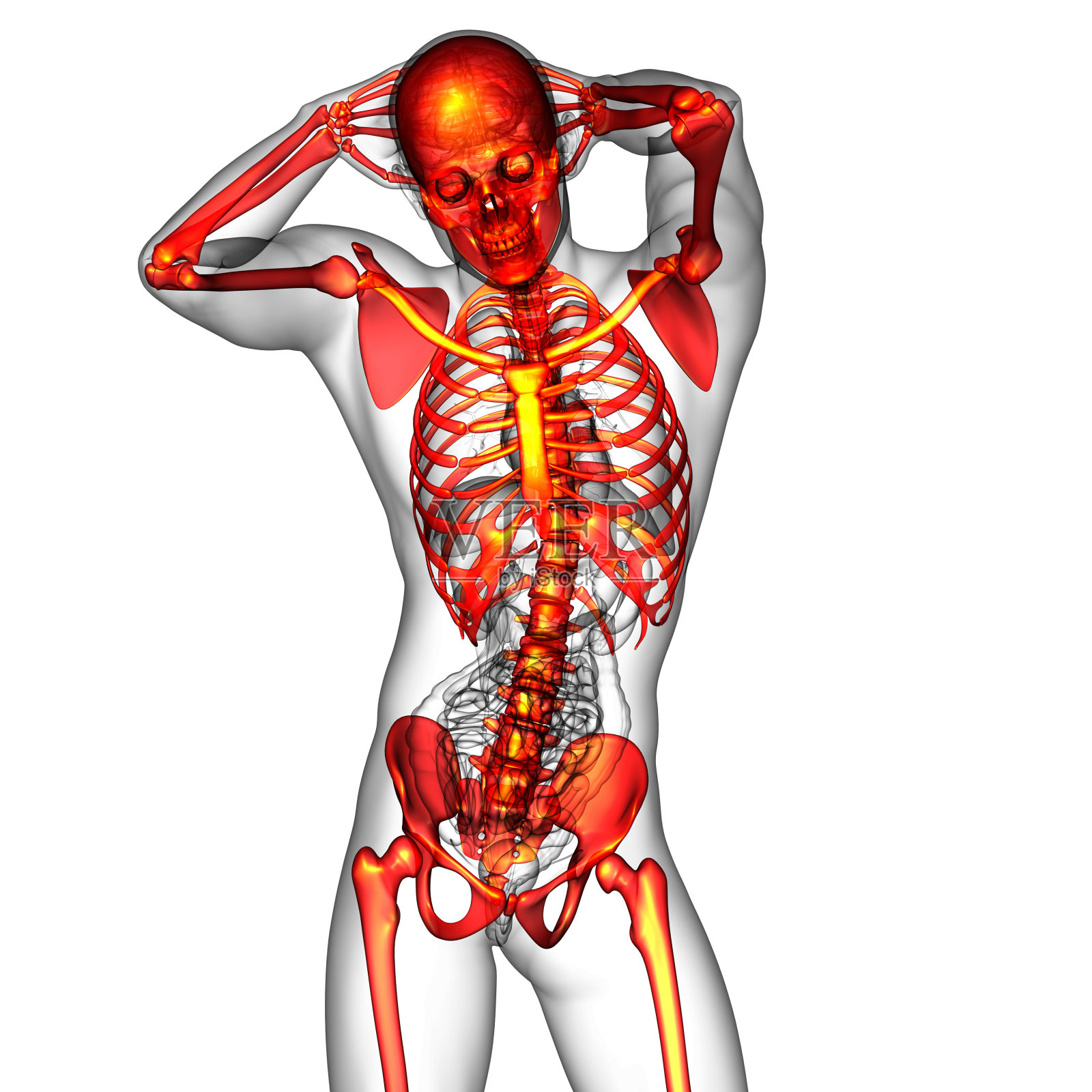 人体骨骼3D医学渲染图照片摄影图片