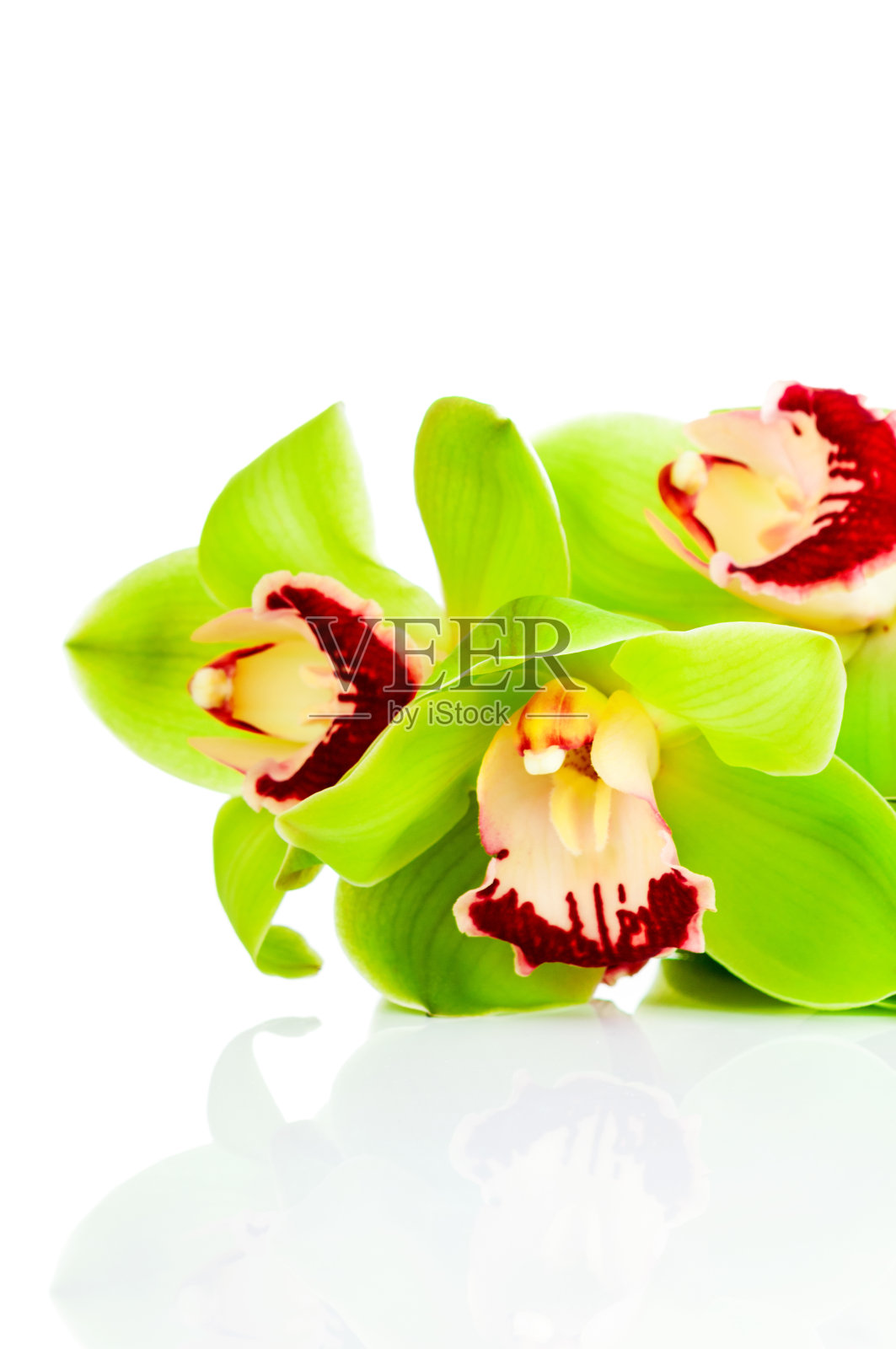 新鲜的兰花照片摄影图片