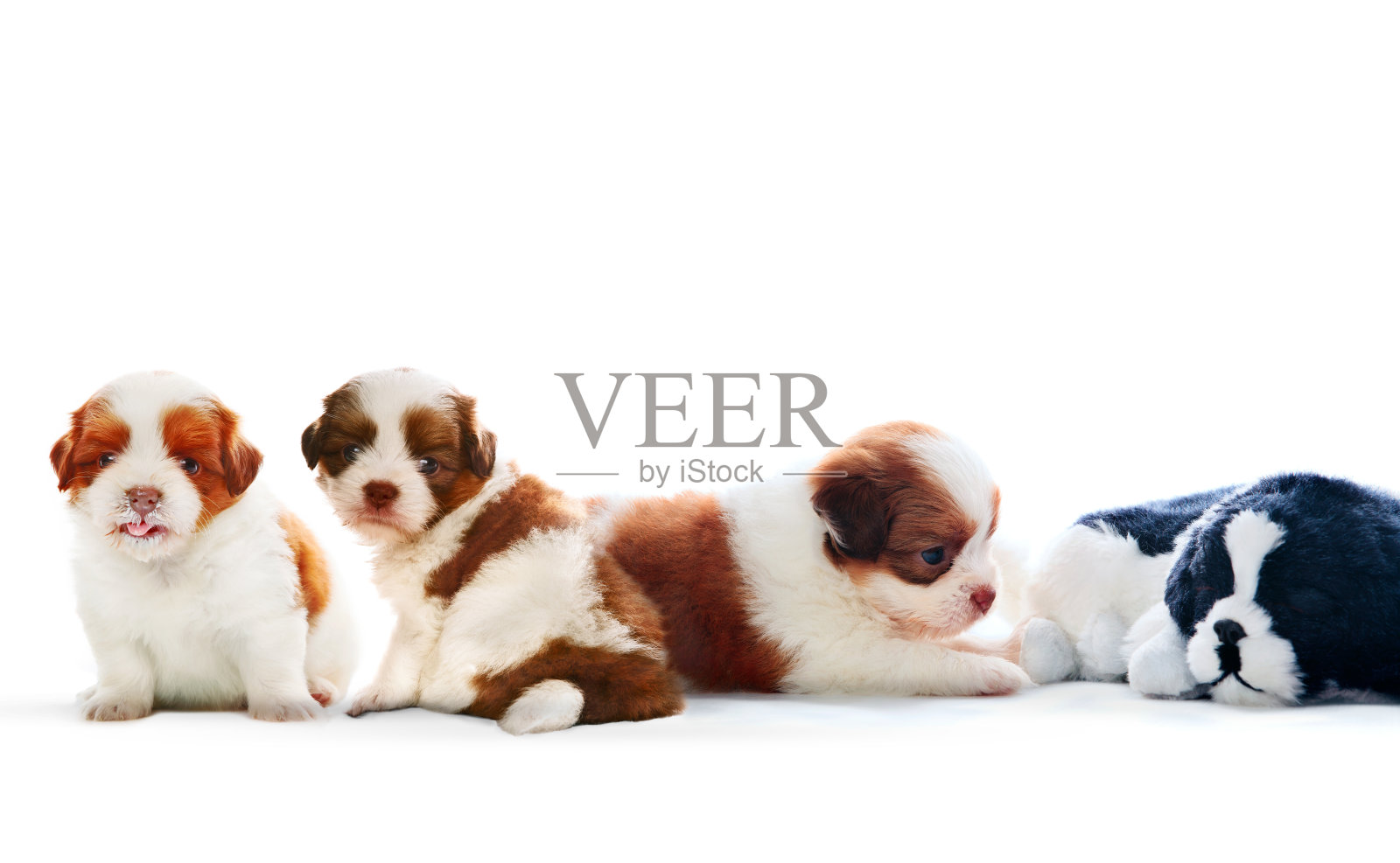 四只狮子狗狗照片摄影图片