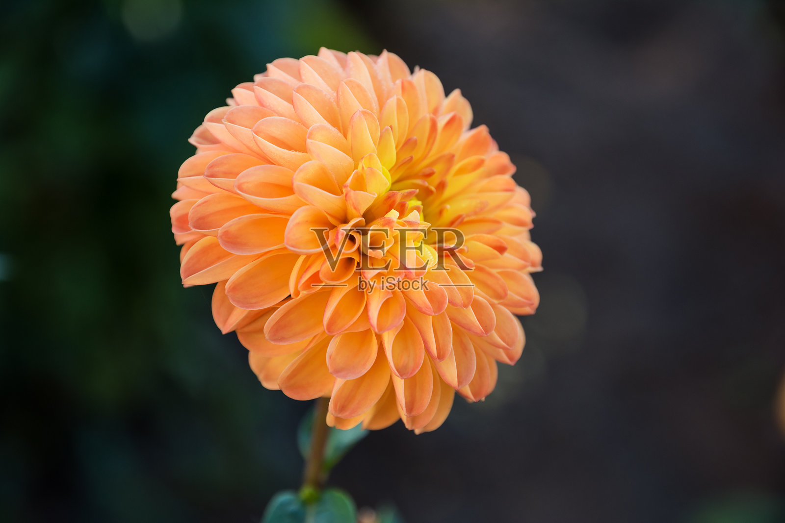 大丽花。照片摄影图片