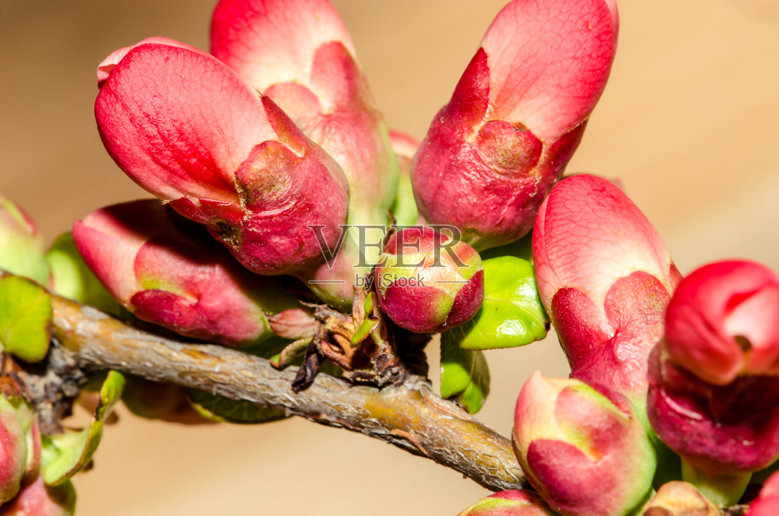 粉红色的樱花照片摄影图片