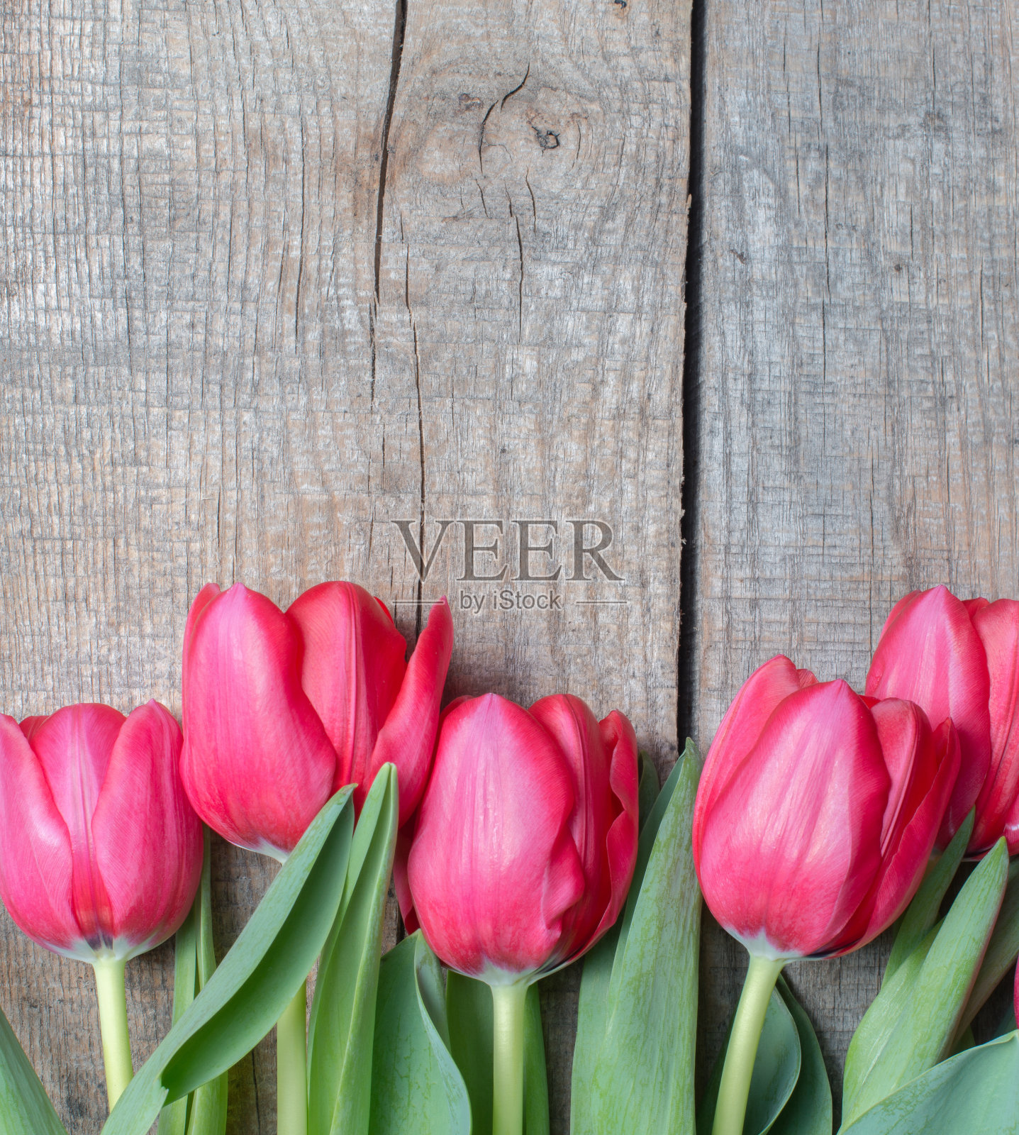 束郁金香照片摄影图片