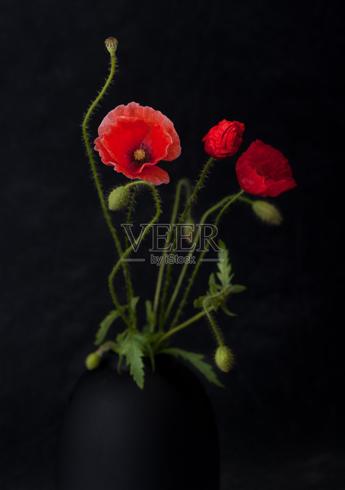 黑色垃圾背景上的花瓶里的罂粟花照片摄影图片