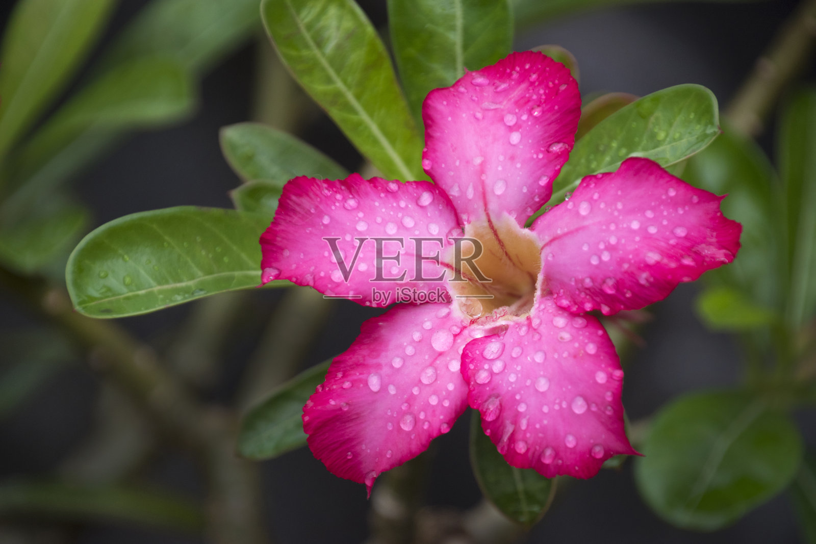 Adenium花照片摄影图片