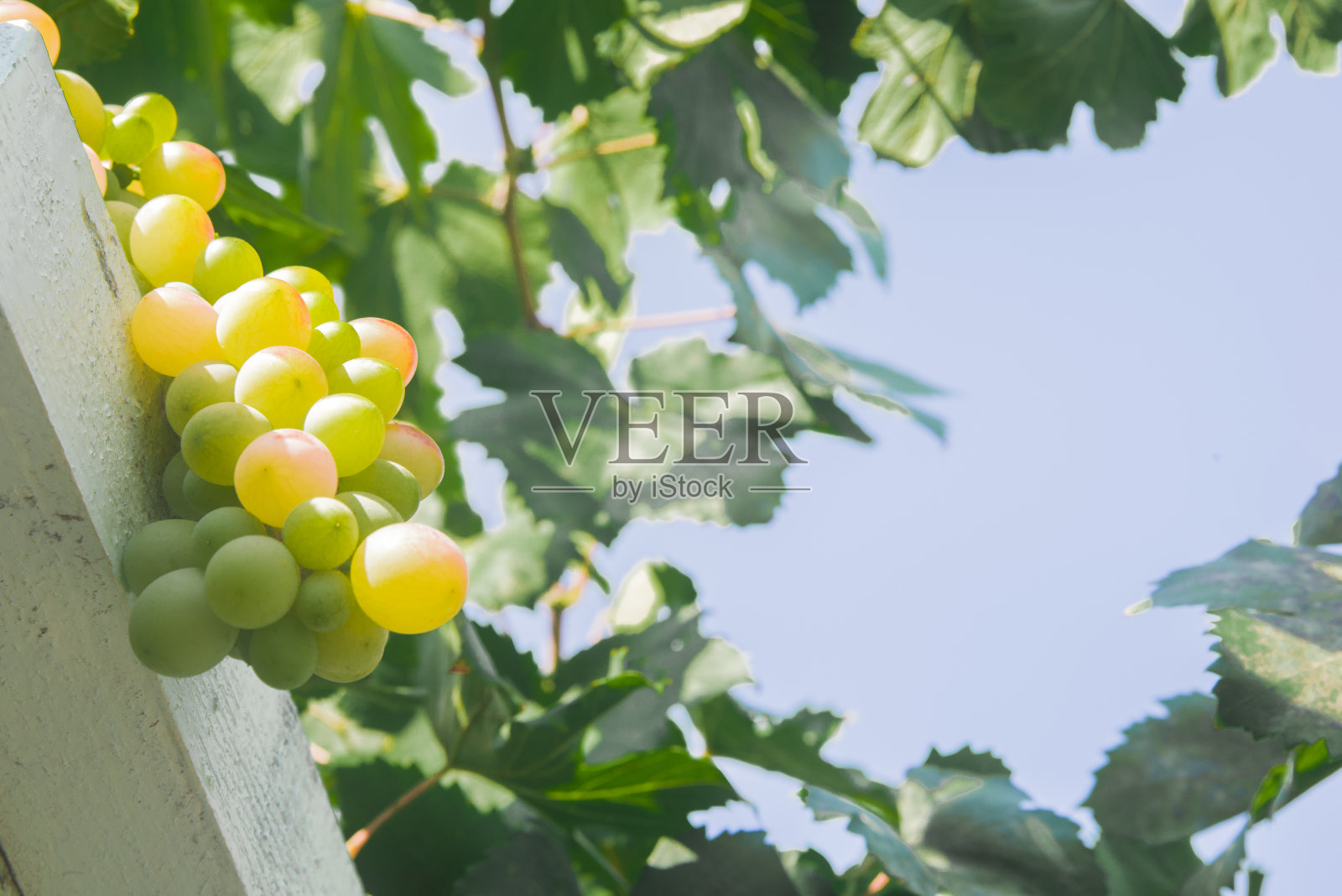 葡萄园中的白葡萄(白比诺)照片摄影图片