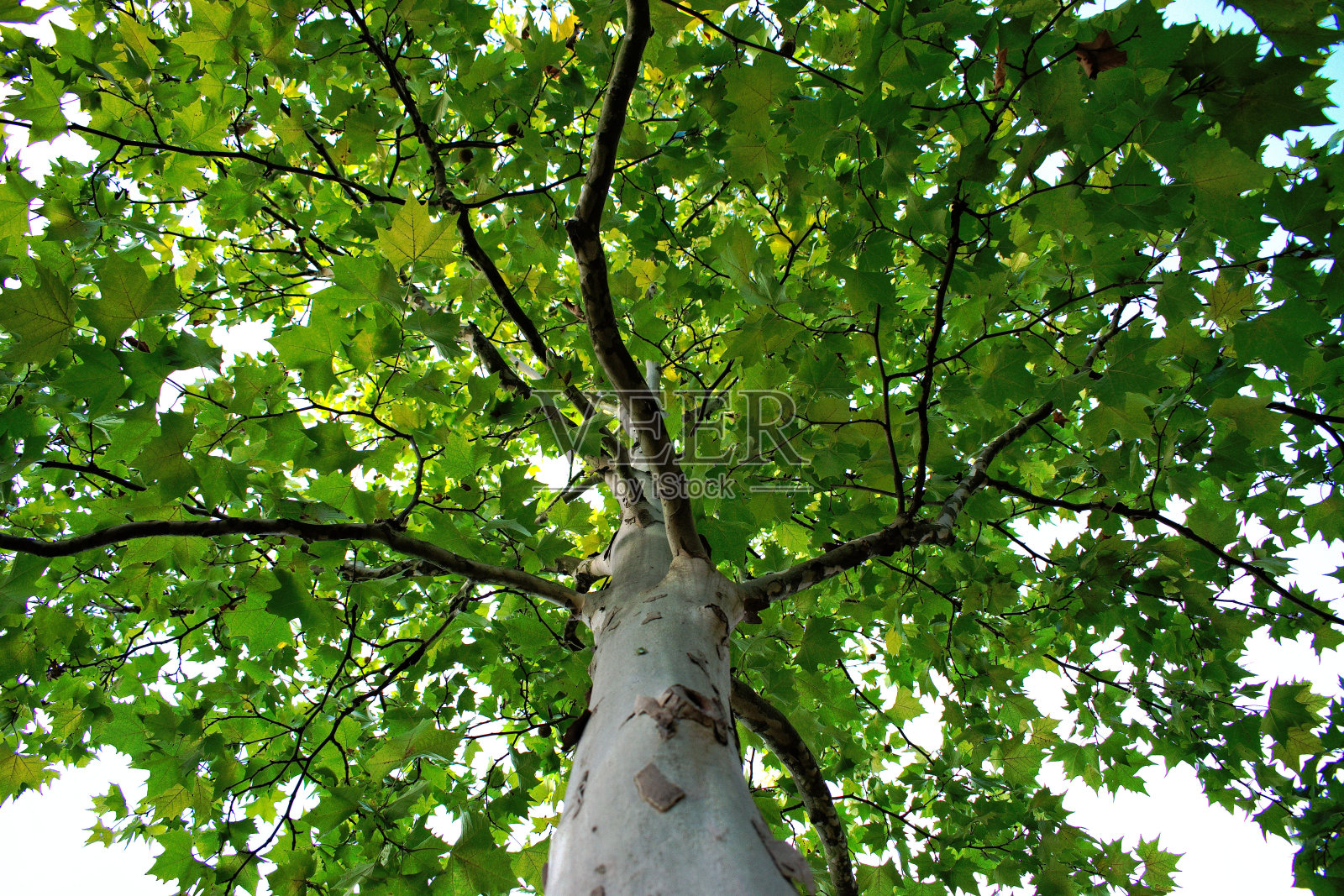桦树照片摄影图片