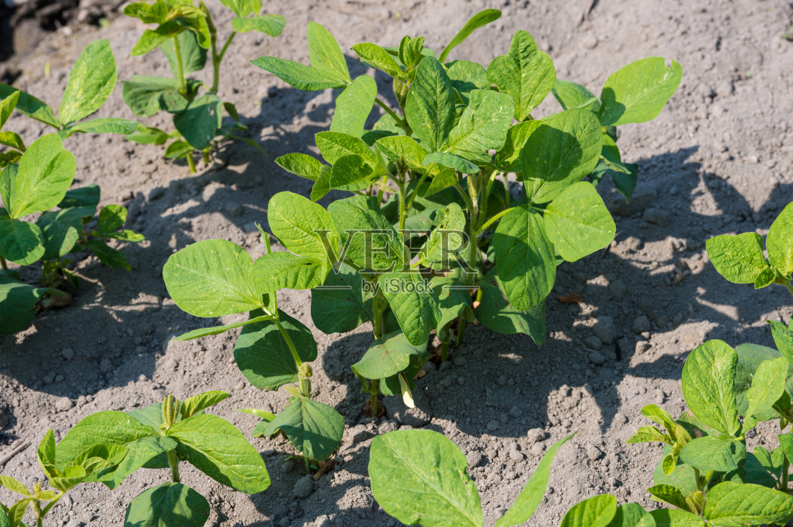 大豆田照片摄影图片