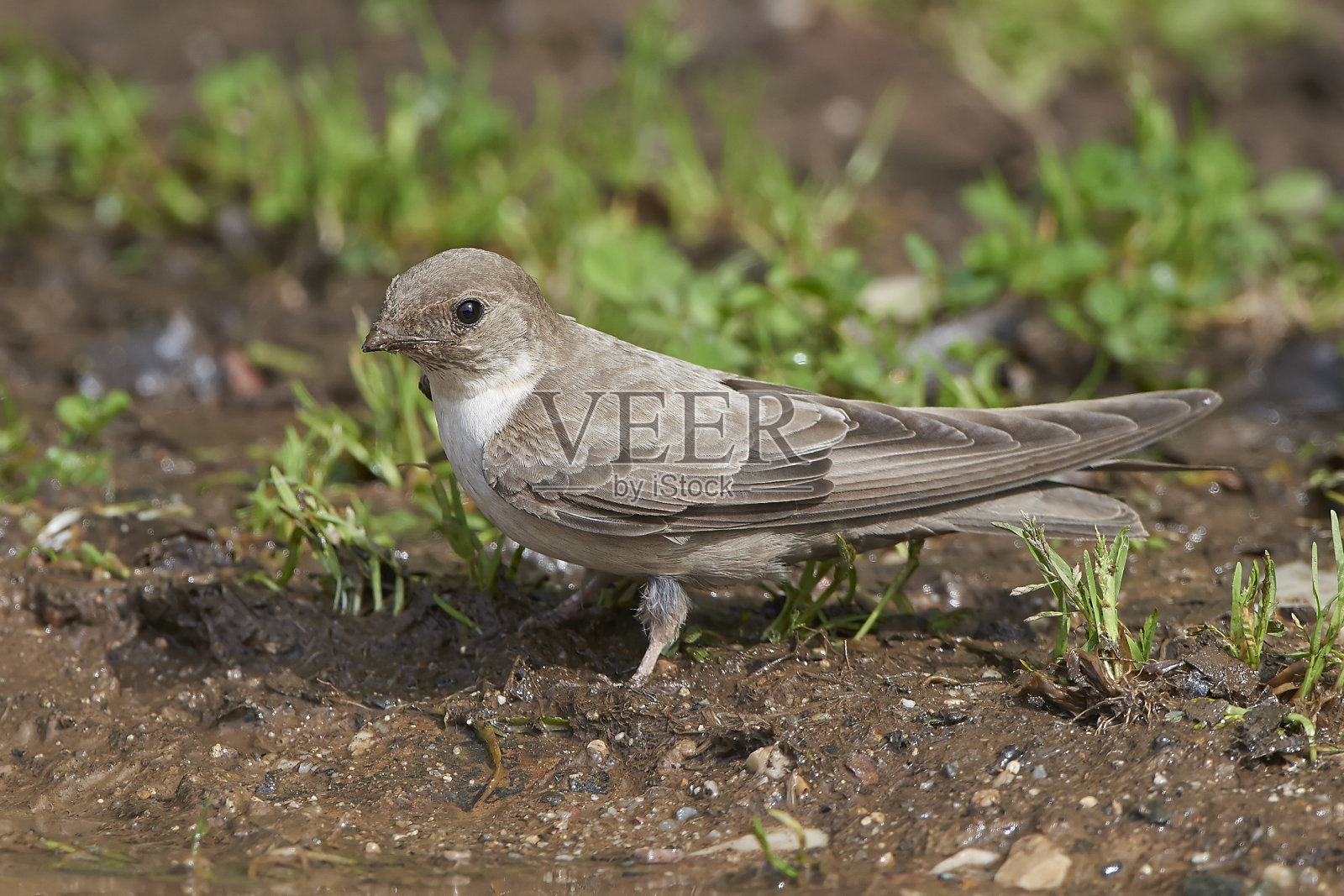 岩崖马丁照片摄影图片