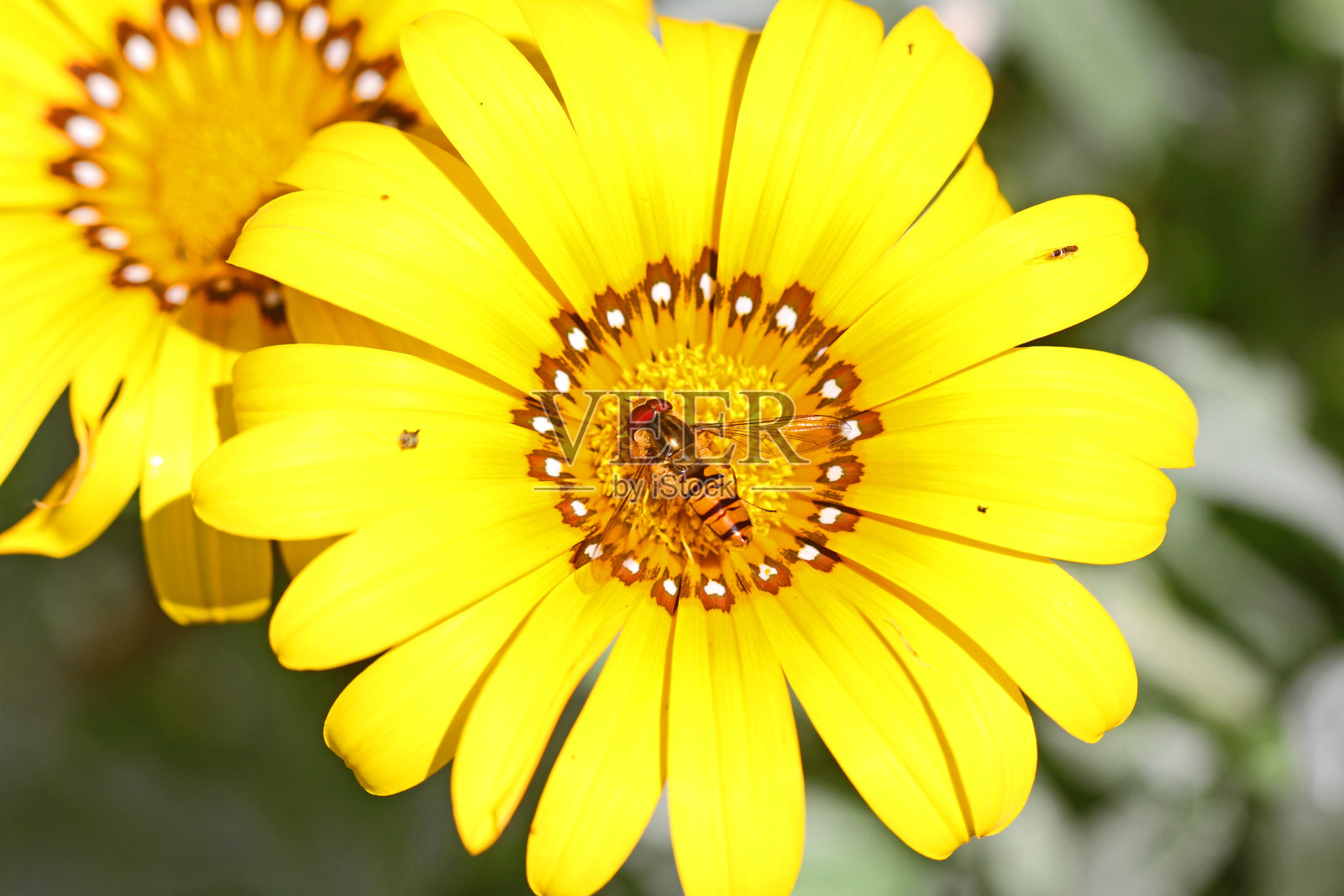欧洲悬停蝇的拉丁名称episyrphus balteatus喂养和授粉花,在意大利也被称为宝花照片摄影图片