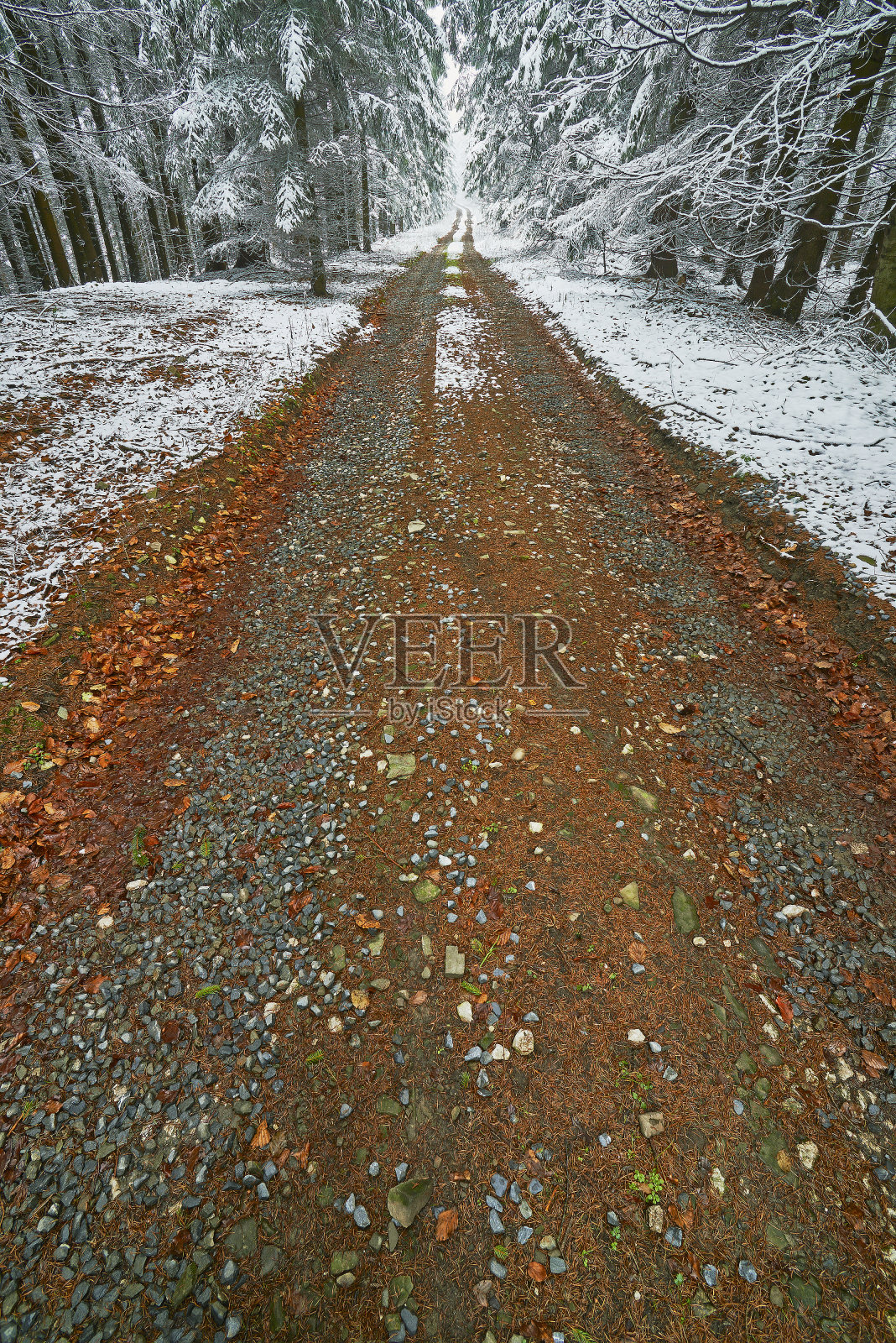 冬季森林道路照片摄影图片