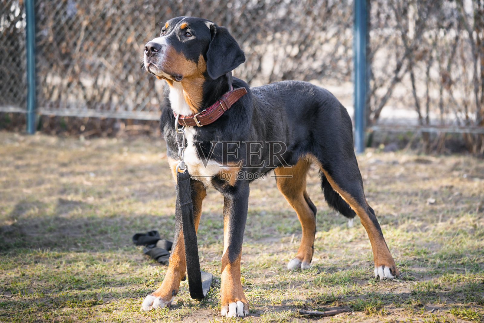 阿彭策勒猎犬站在户外照片摄影图片