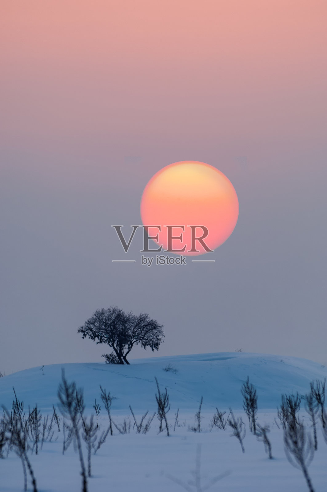 脆弱柳照片摄影图片