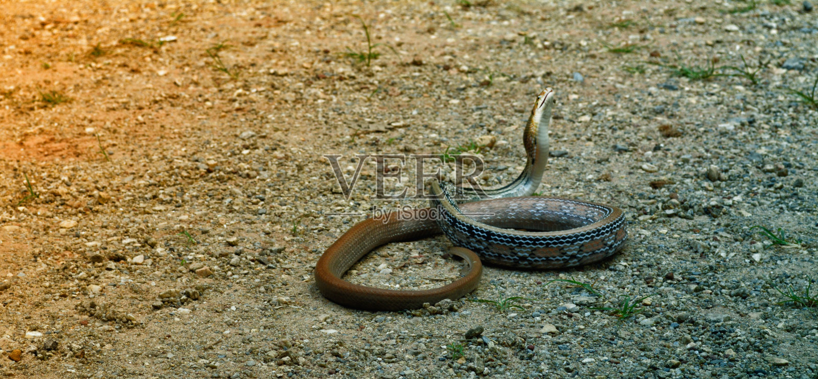 蛇在泰国照片摄影图片