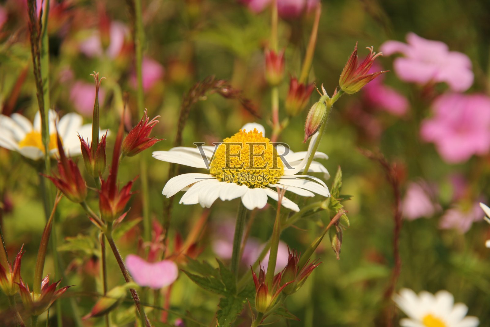 野花间的雏菊照片摄影图片