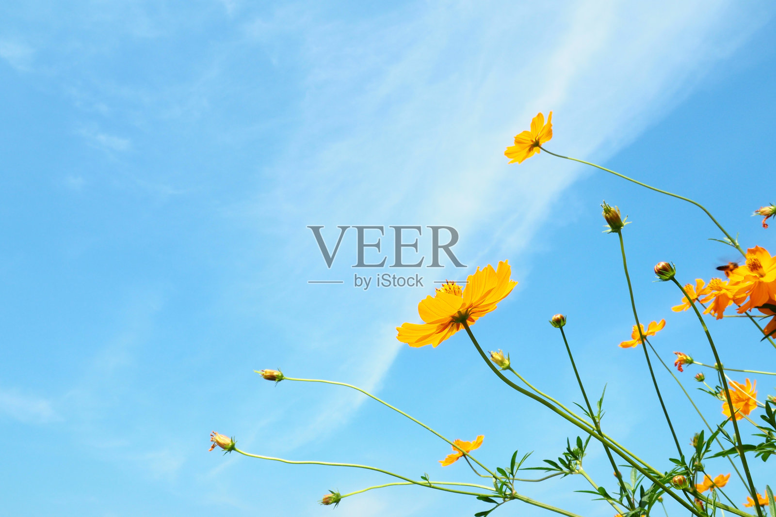 黄花和天空的背景照片摄影图片