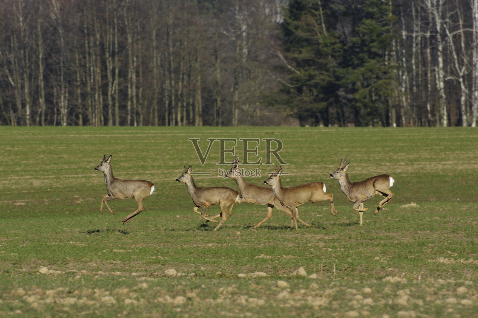 鹿照片摄影图片