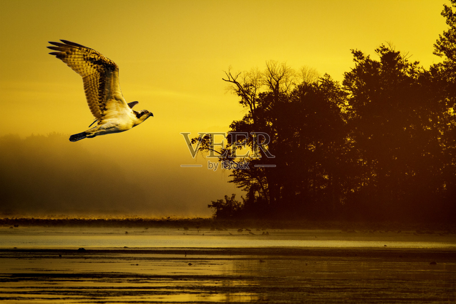 鱼鹰黄金场景照片摄影图片