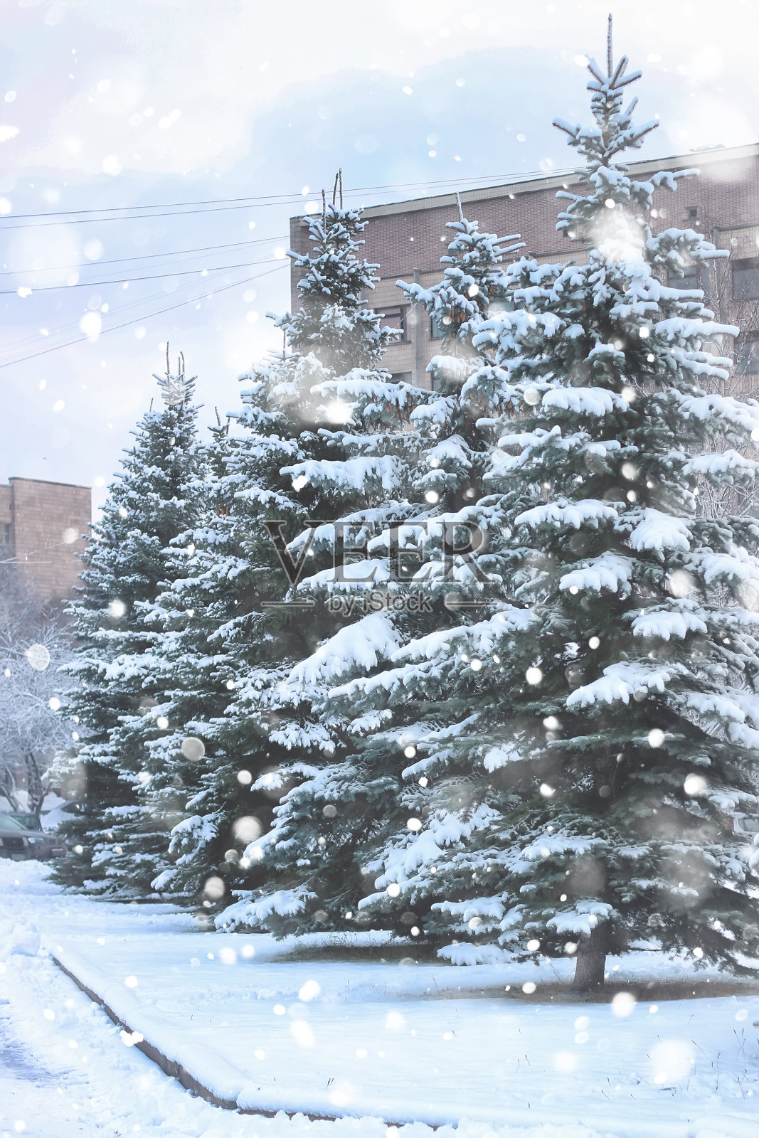 冬季冷杉树雪照片摄影图片