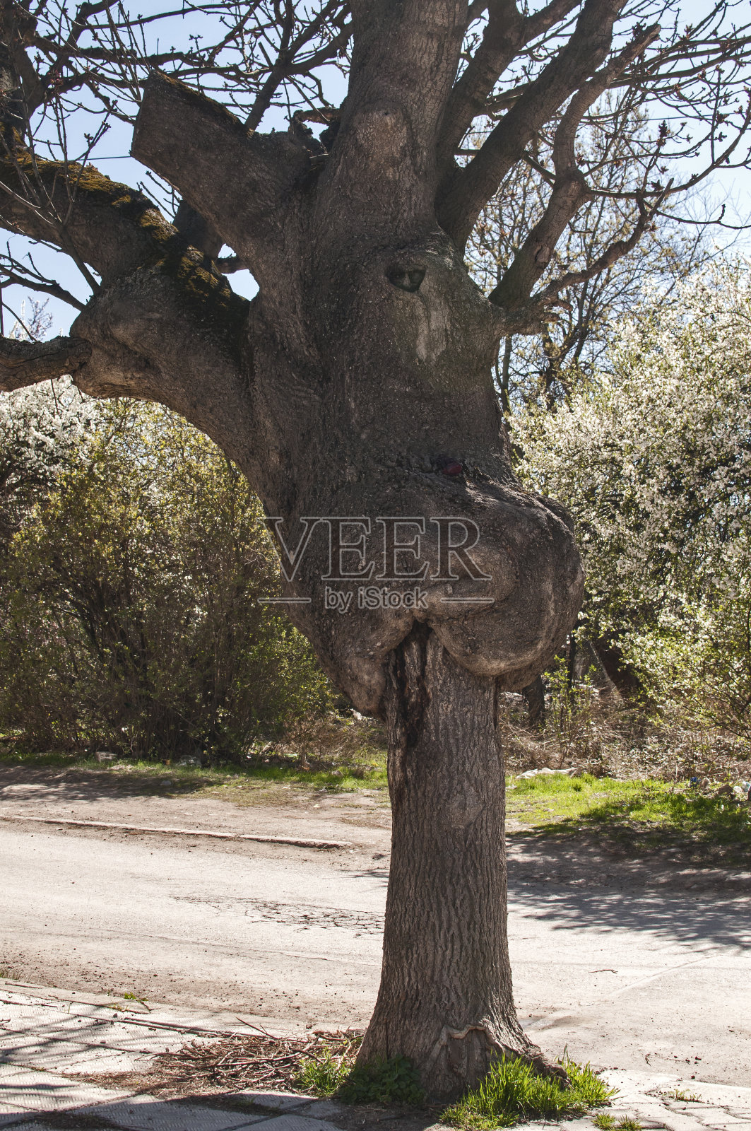 老嫁接树照片摄影图片