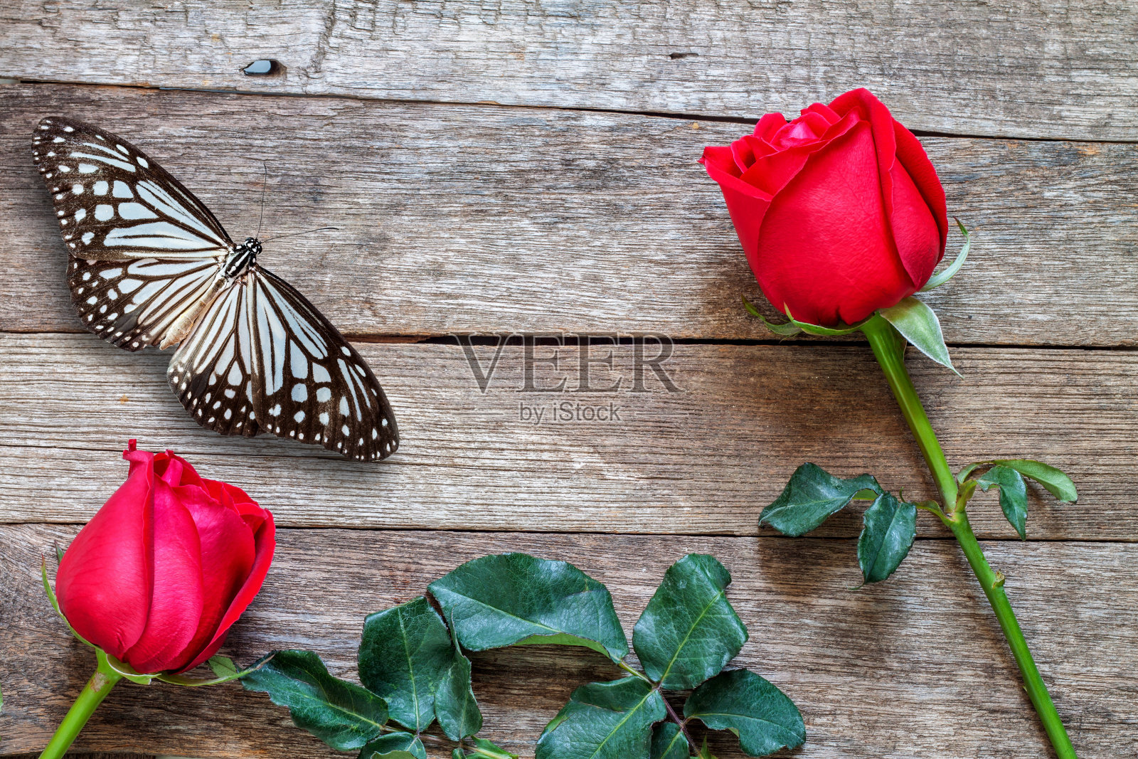 红玫瑰和蝴蝶照片摄影图片