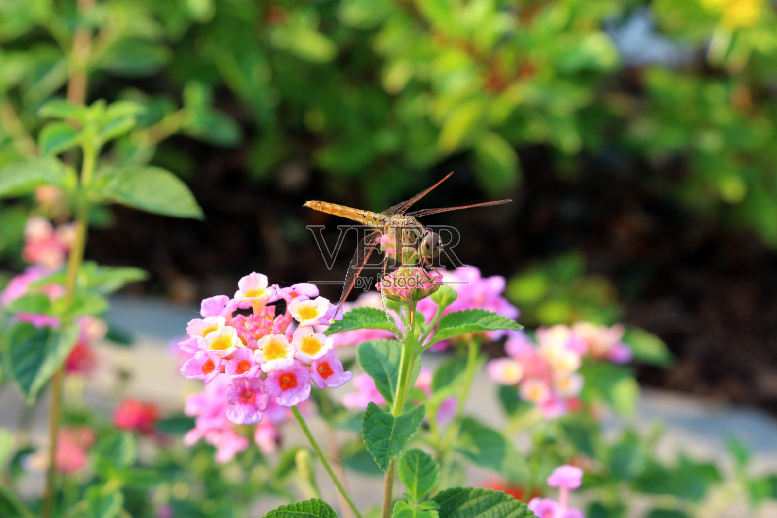 一些蜻蜓照片摄影图片
