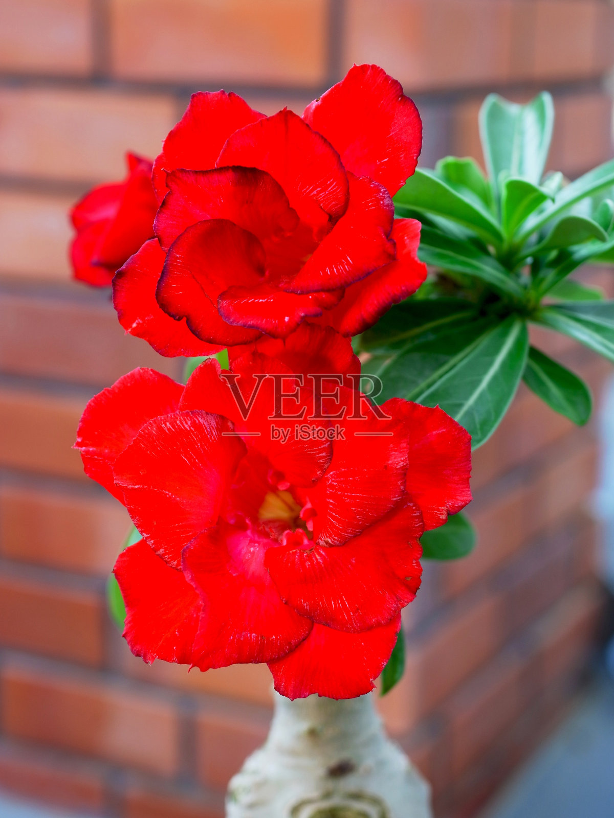 红色的沙漠玫瑰照片摄影图片