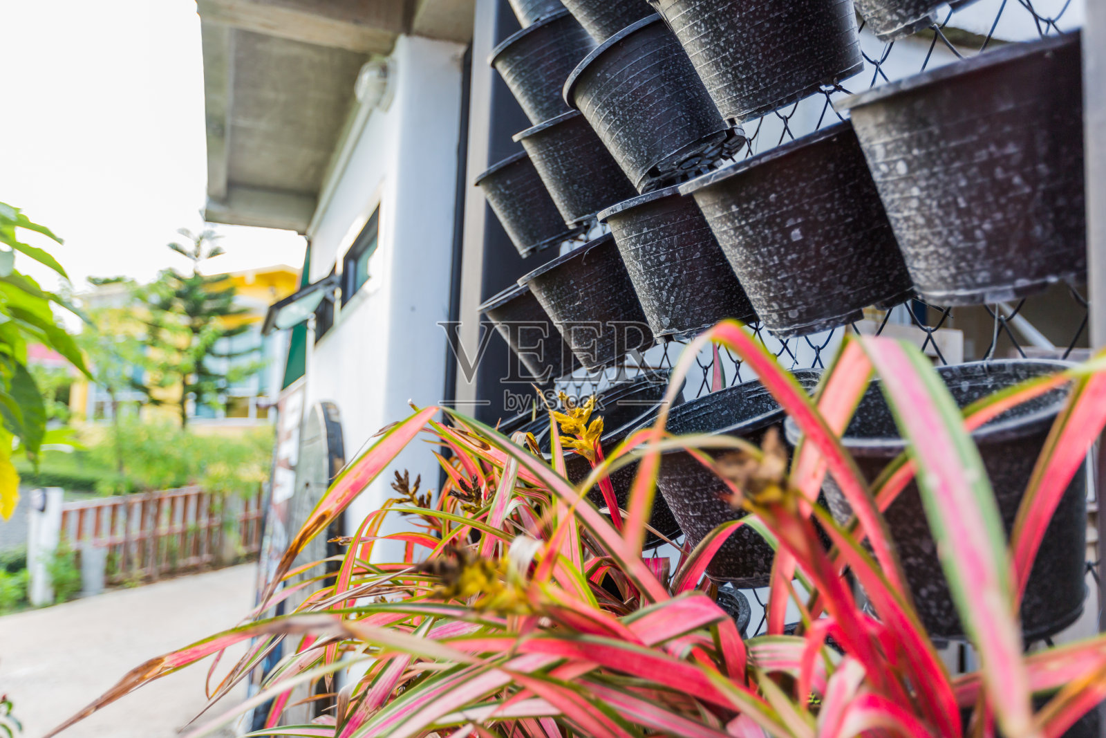 空白黑色塑料观赏植物花盆照片摄影图片