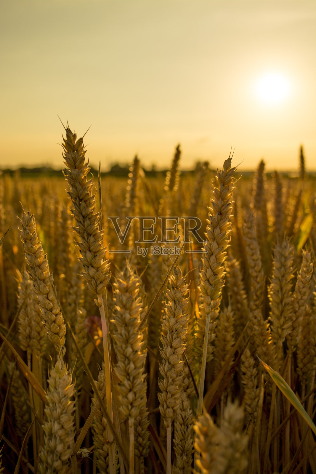 麦田照片摄影图片