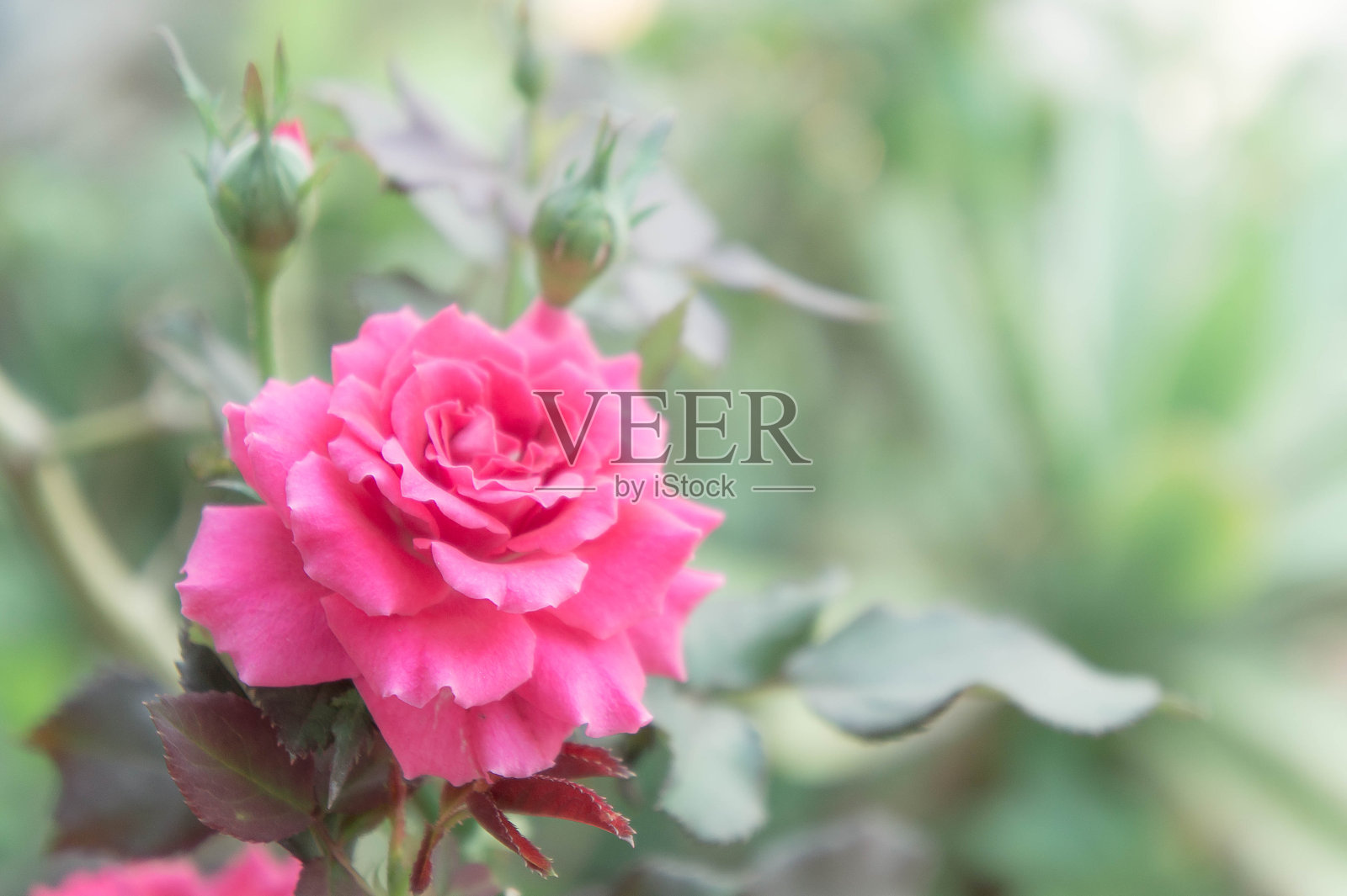 美丽的粉红玫瑰在花园里,粉红玫瑰与背景模糊照片摄影图片