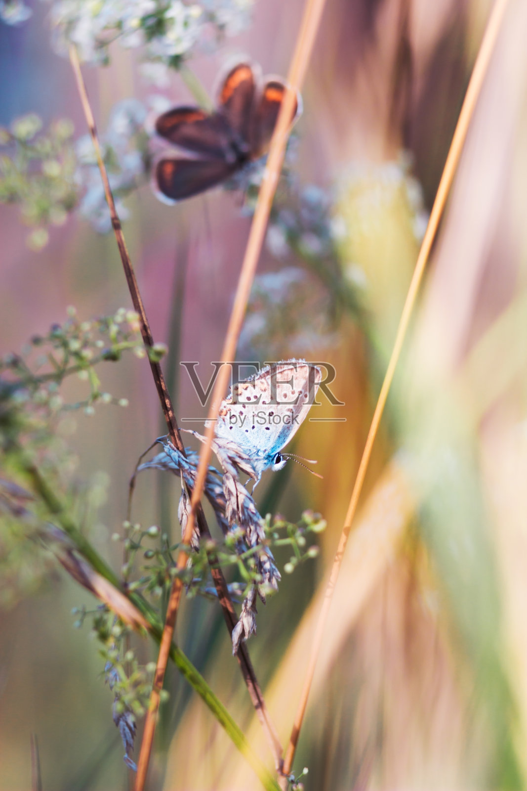 蝴蝶在草地上照片摄影图片