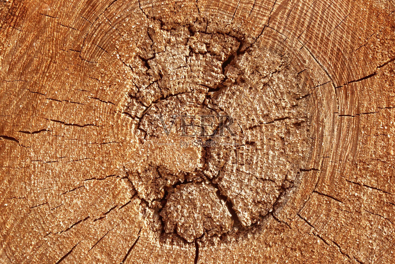 老树横截面照片摄影图片