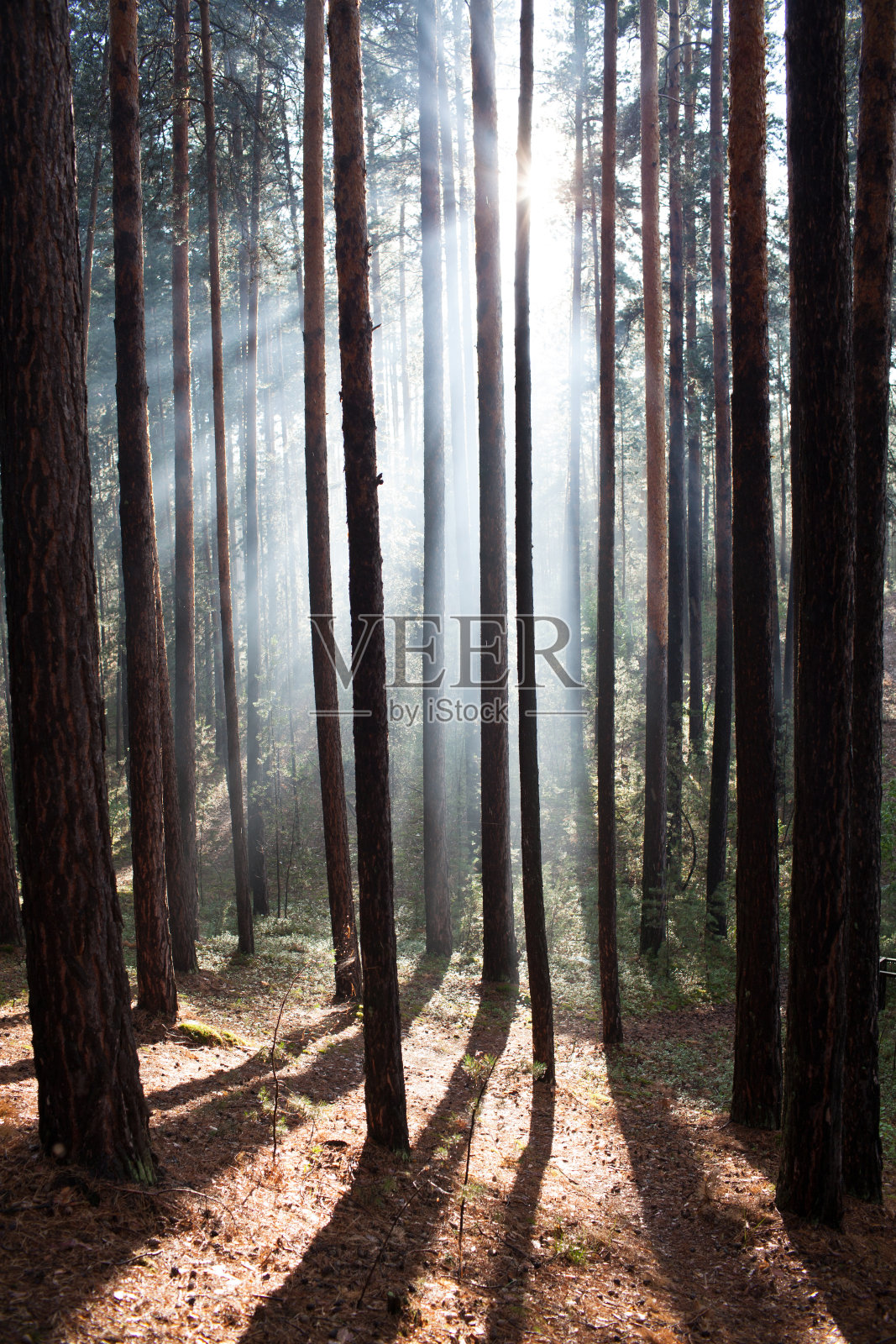 森林在雾中,阳光照射照片摄影图片