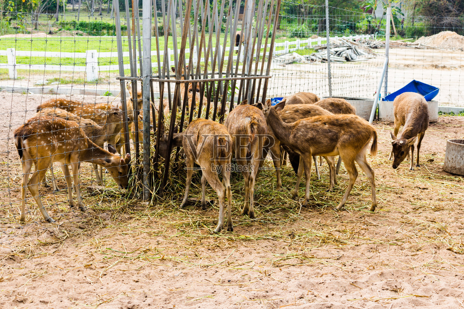 鹿的照片照片摄影图片