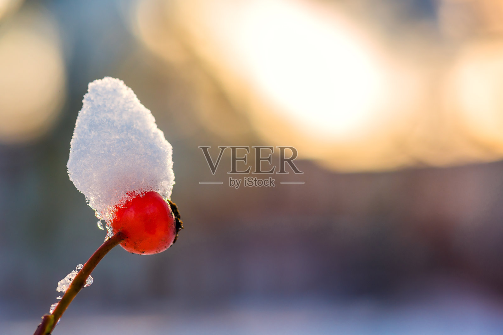冬天的浆果照片摄影图片