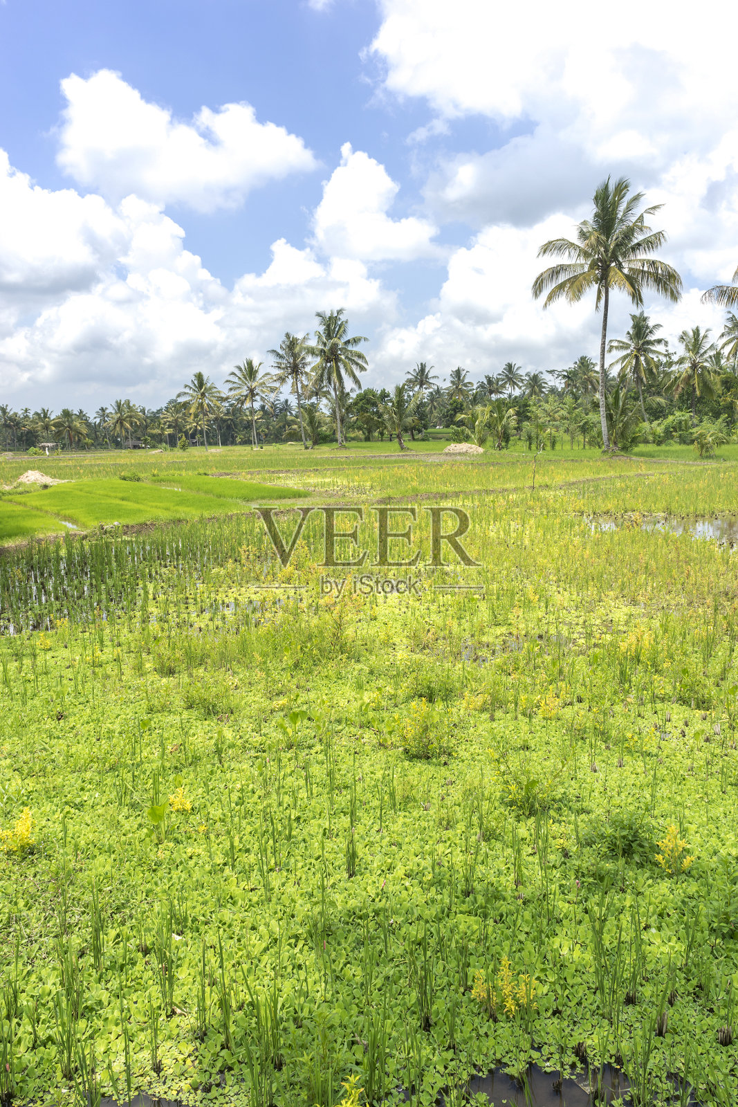 稻田照片摄影图片