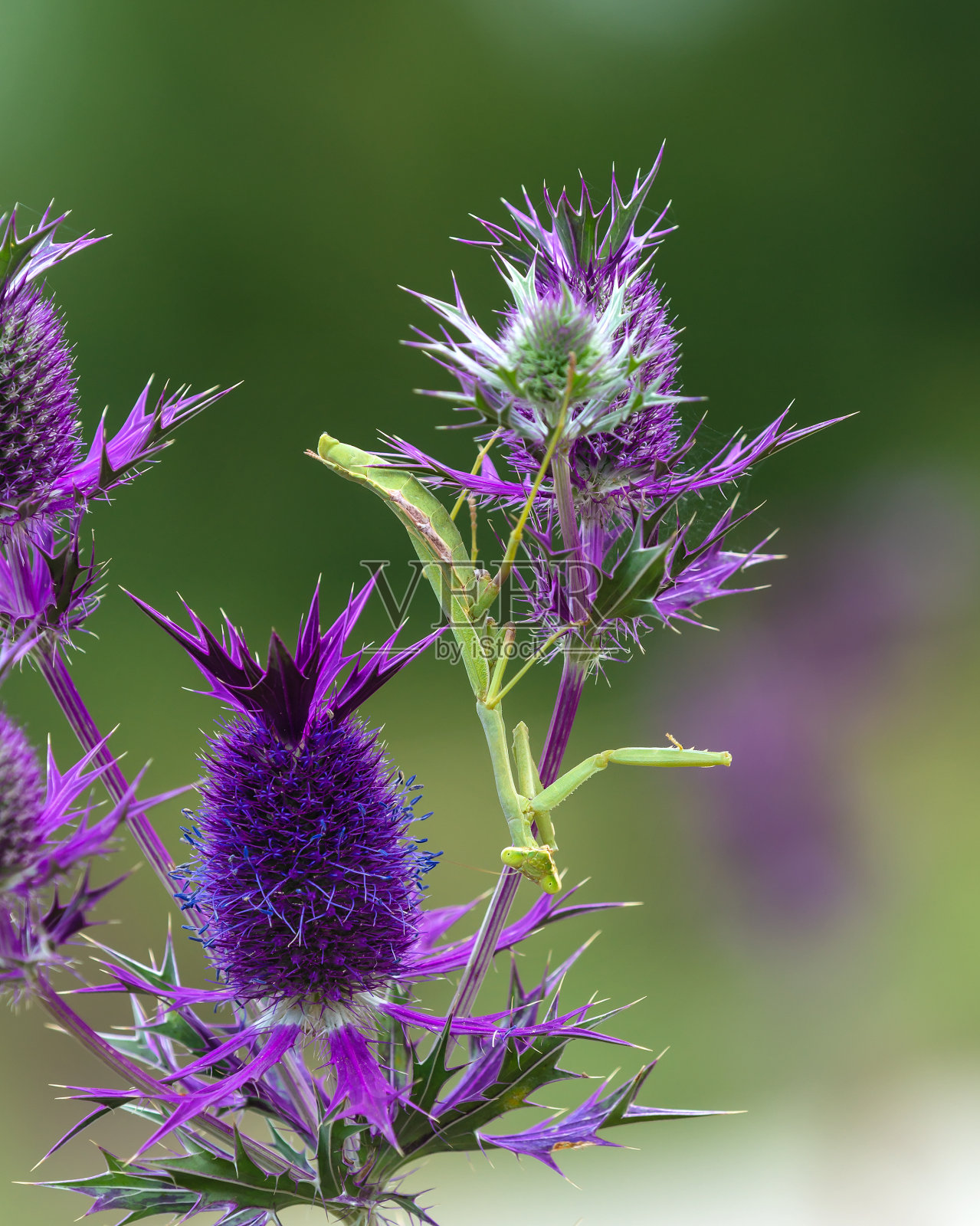 螳螂在紫色的野花上照片摄影图片