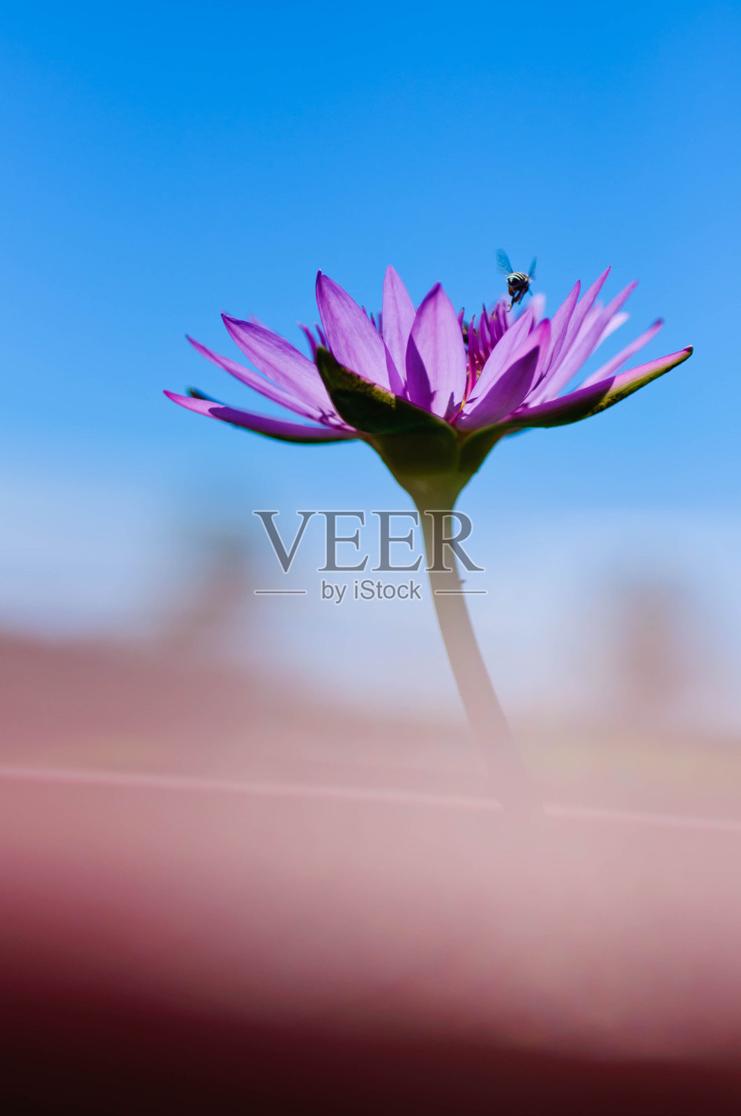 粉红色的荷花美丽的荷花。照片摄影图片